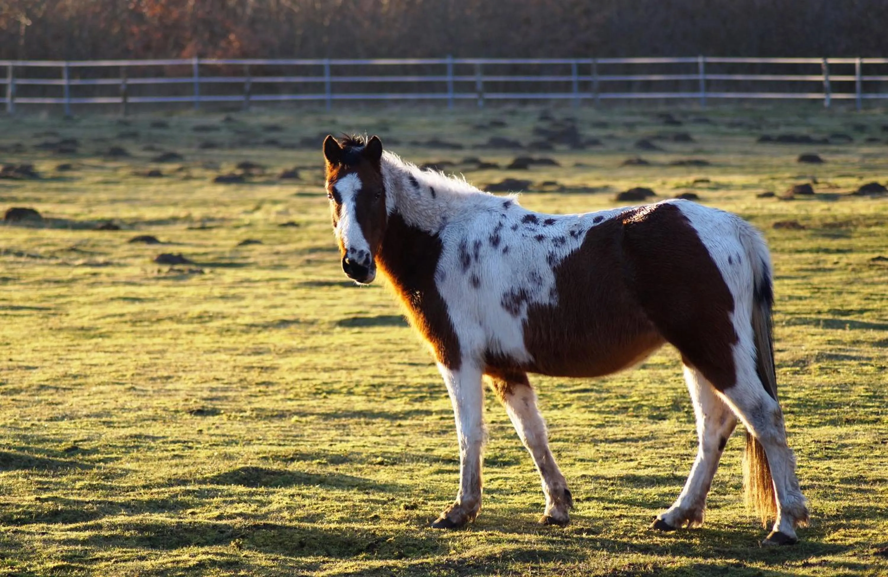 Pets in Ferienresort Texas MV