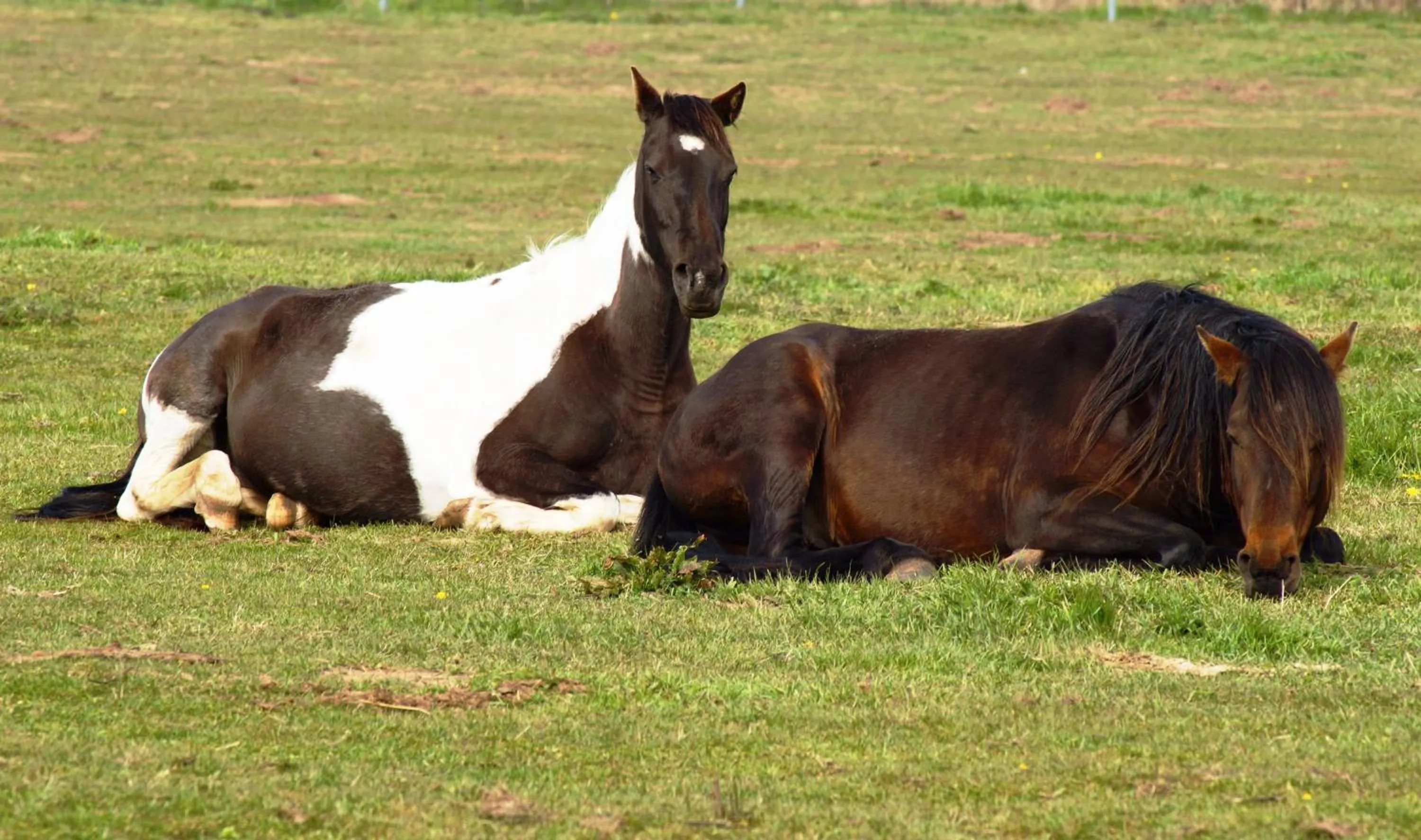 Pets in Ferienresort Texas MV