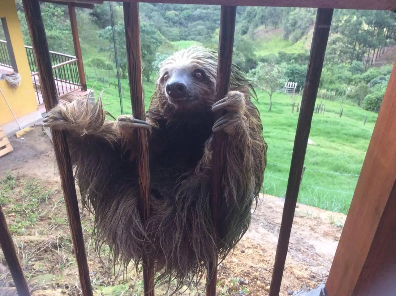 Animals in Ecoresort Gran Azul