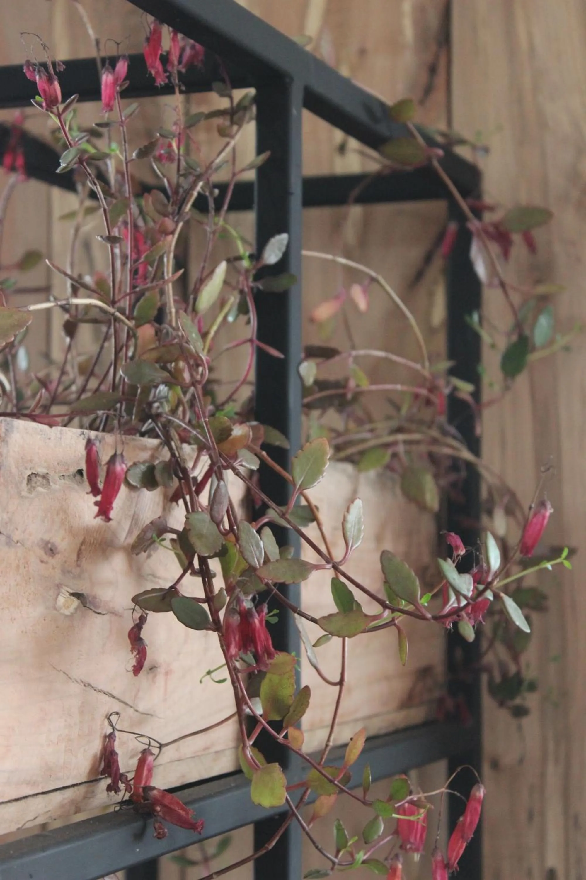 Decorative detail in Hotel Umawue