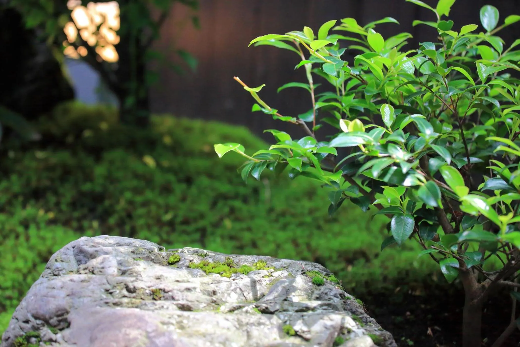 Garden in Machiya Oozora
