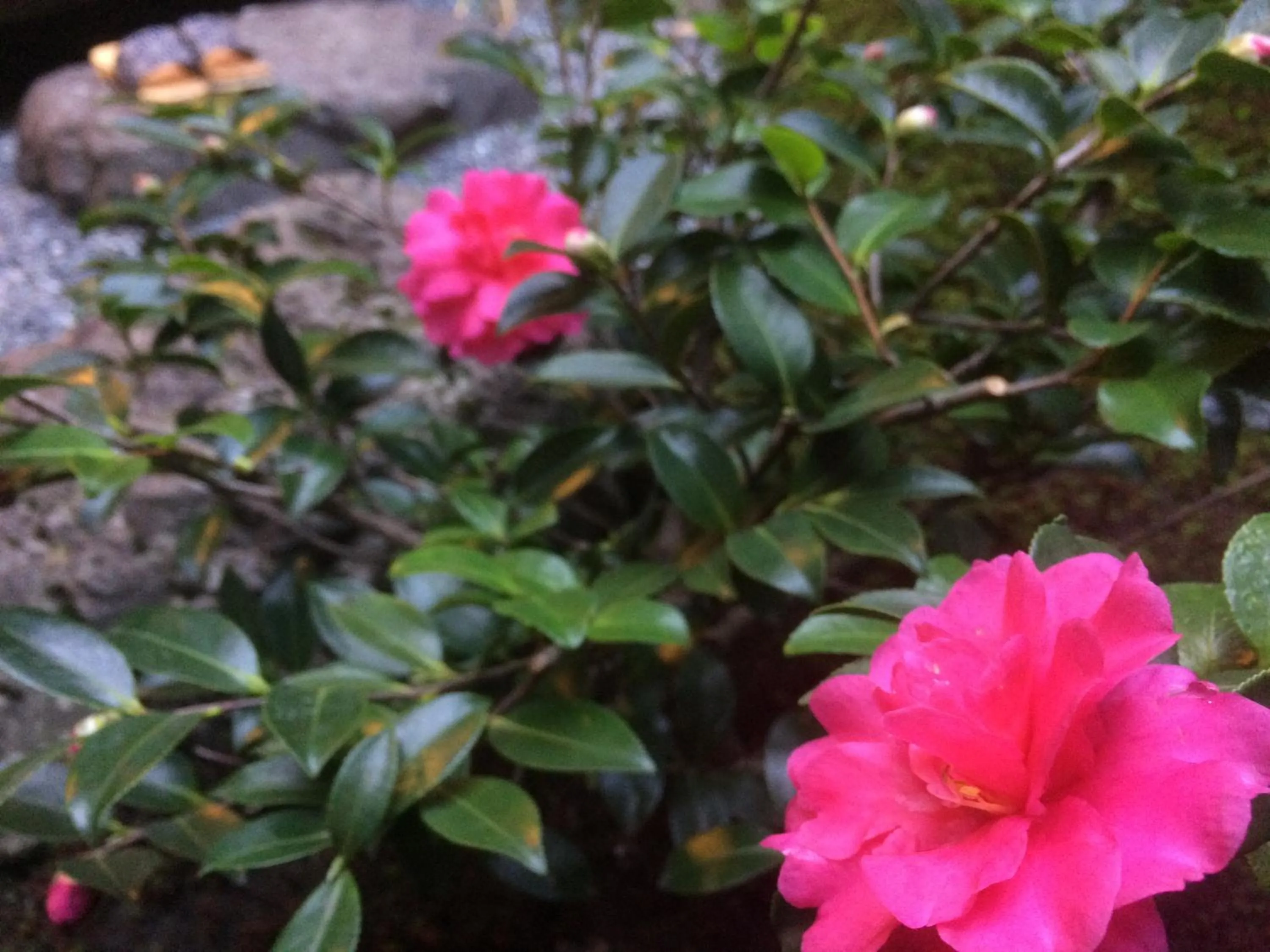 Garden in Machiya Oozora