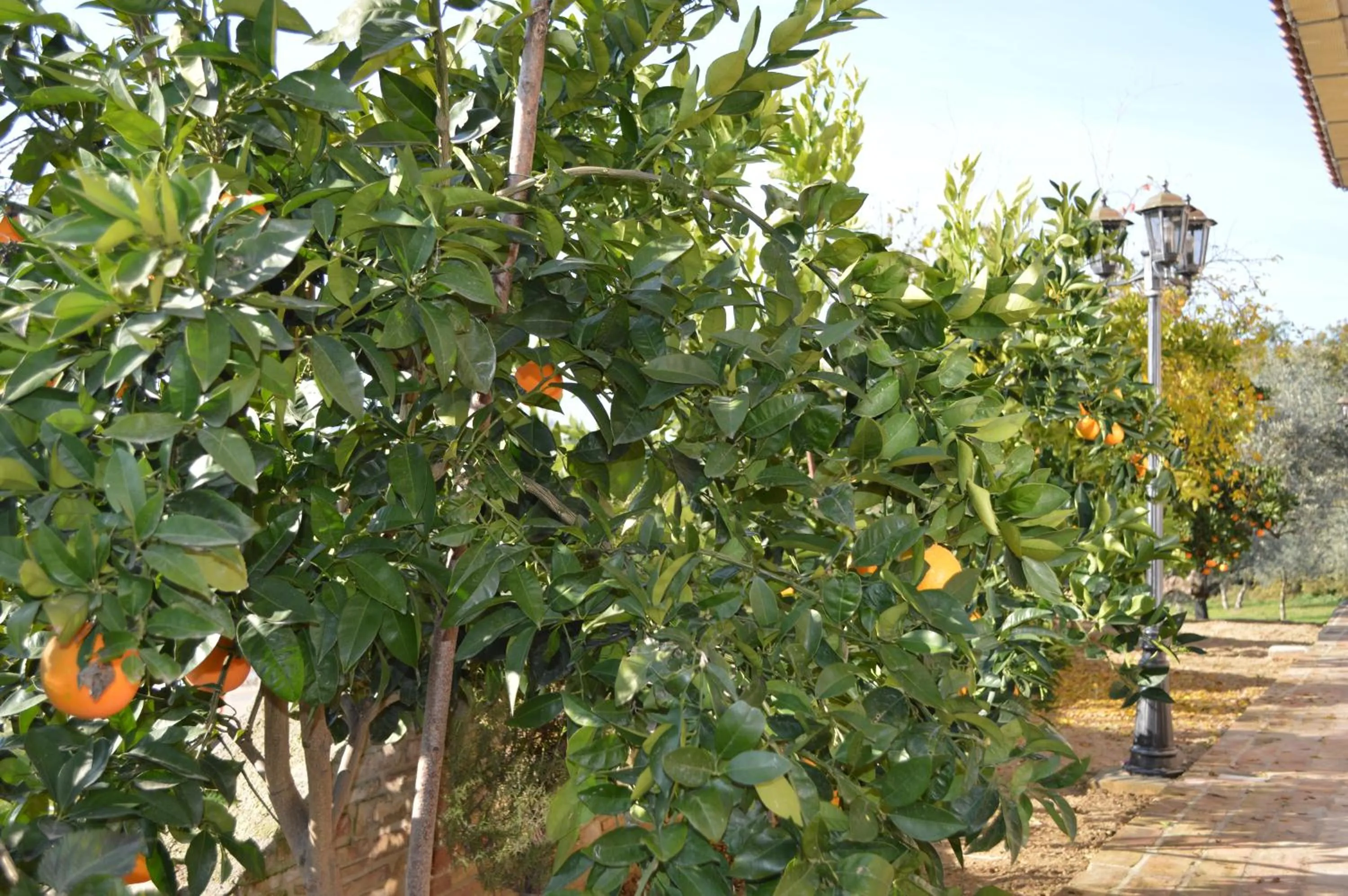 Garden in Casale del Sole