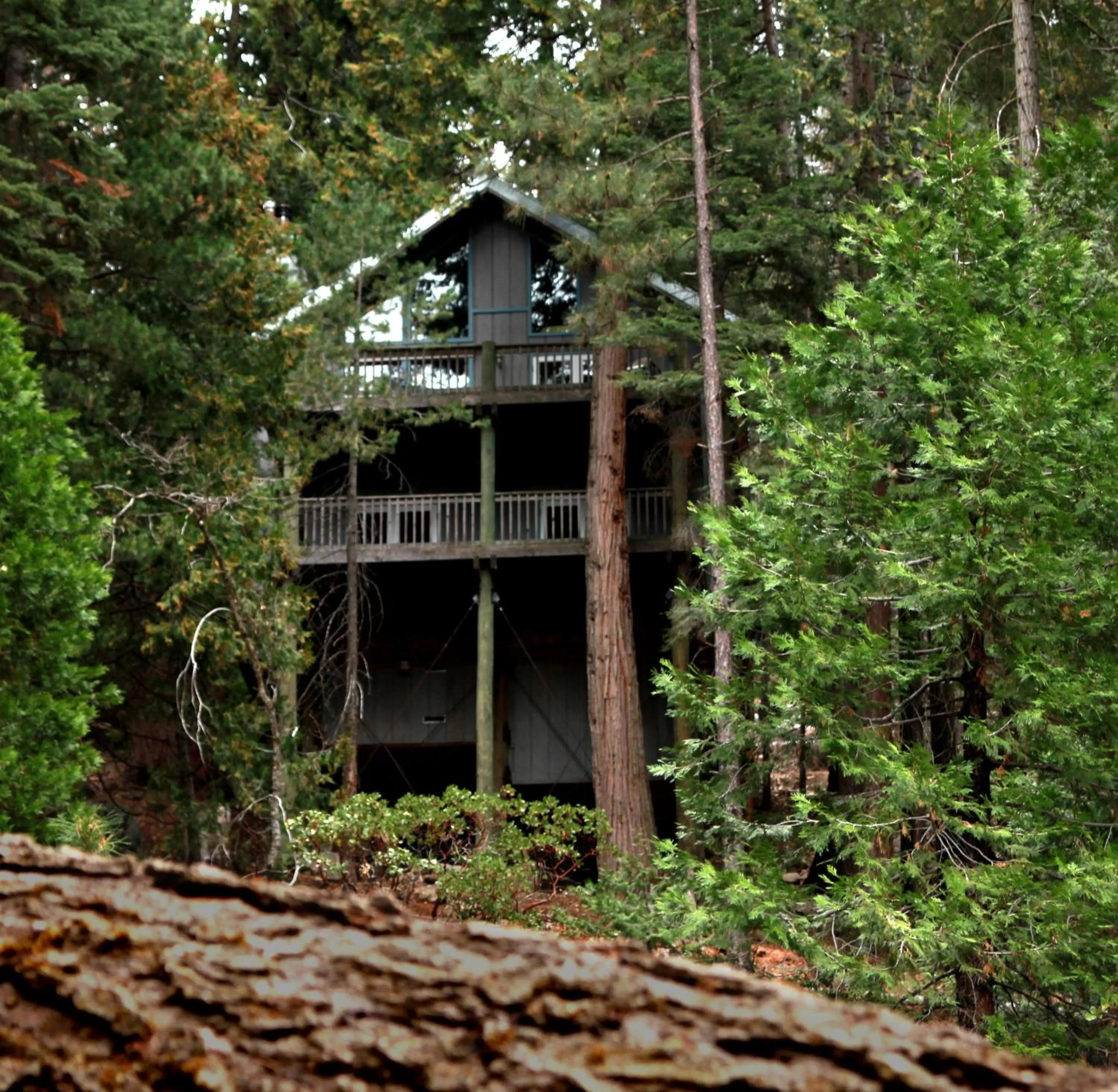 Tree House Lodge