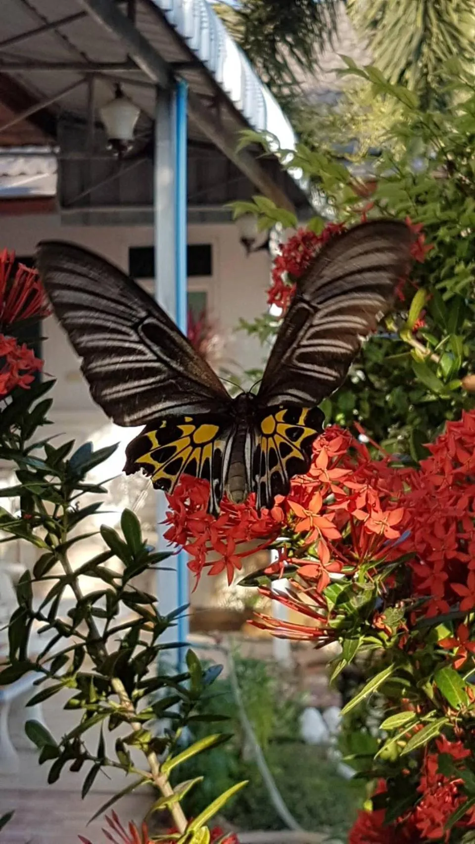 Garden in Nuch's Apple Guest House