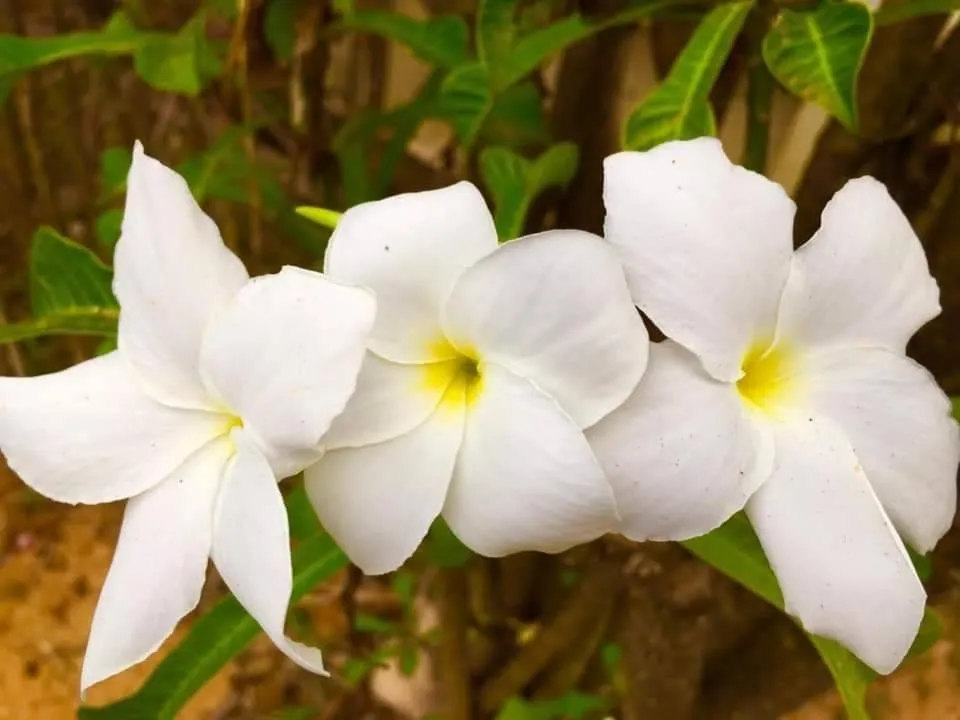 Garden in Nuch's Apple Guest House