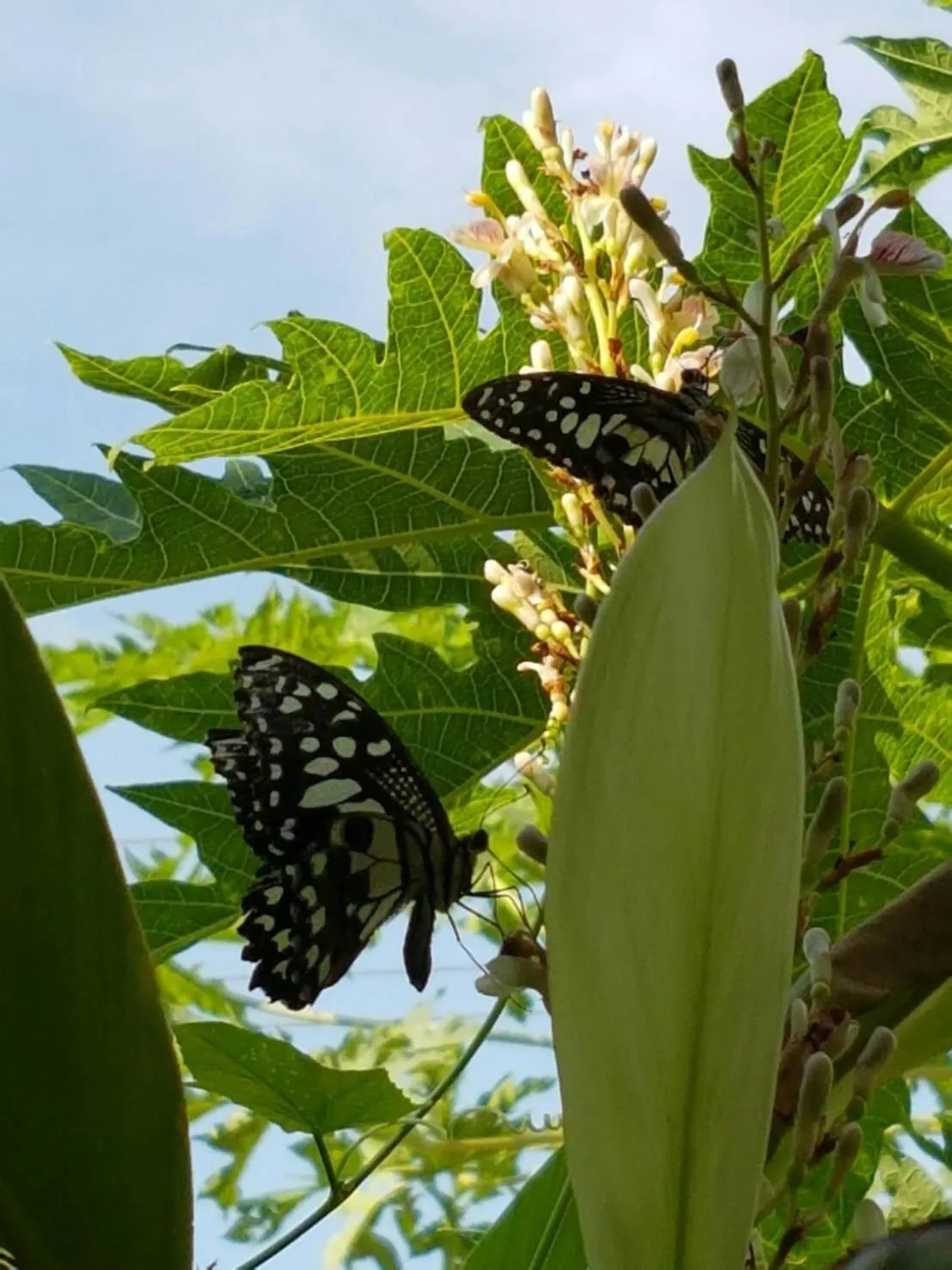 Garden in Nuch's Apple Guest House