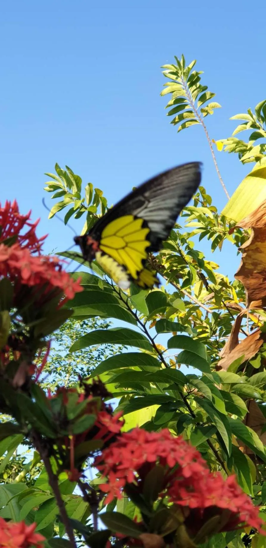 Garden in Nuch's Apple Guest House