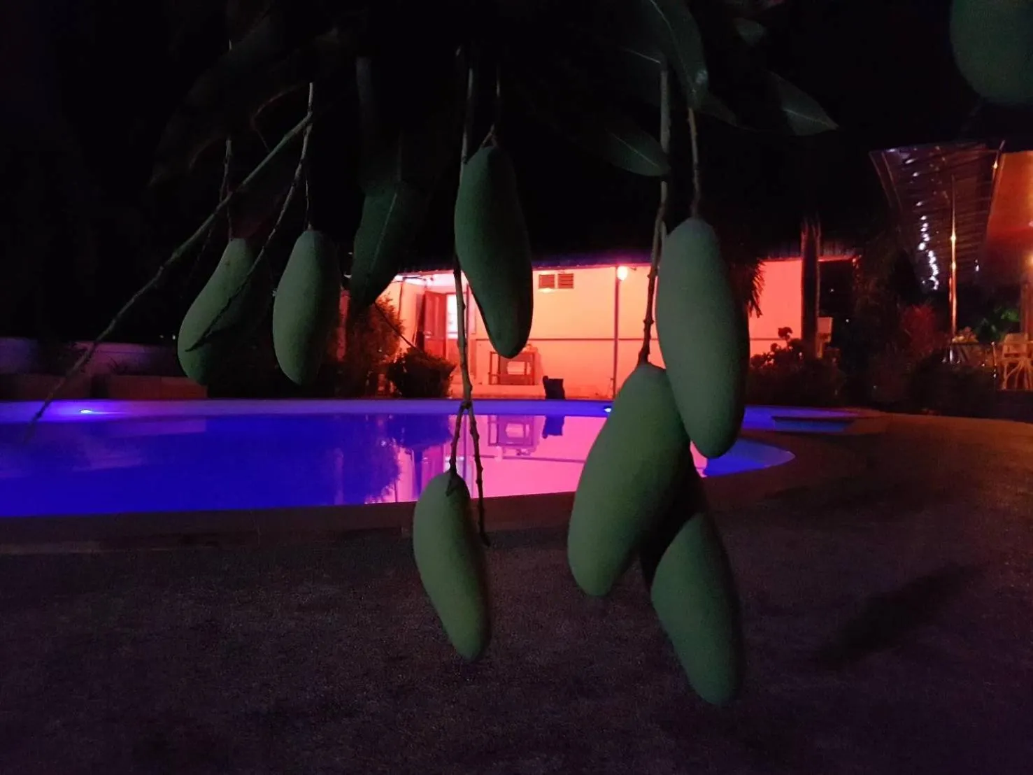 Garden in Nuch's Apple Guest House