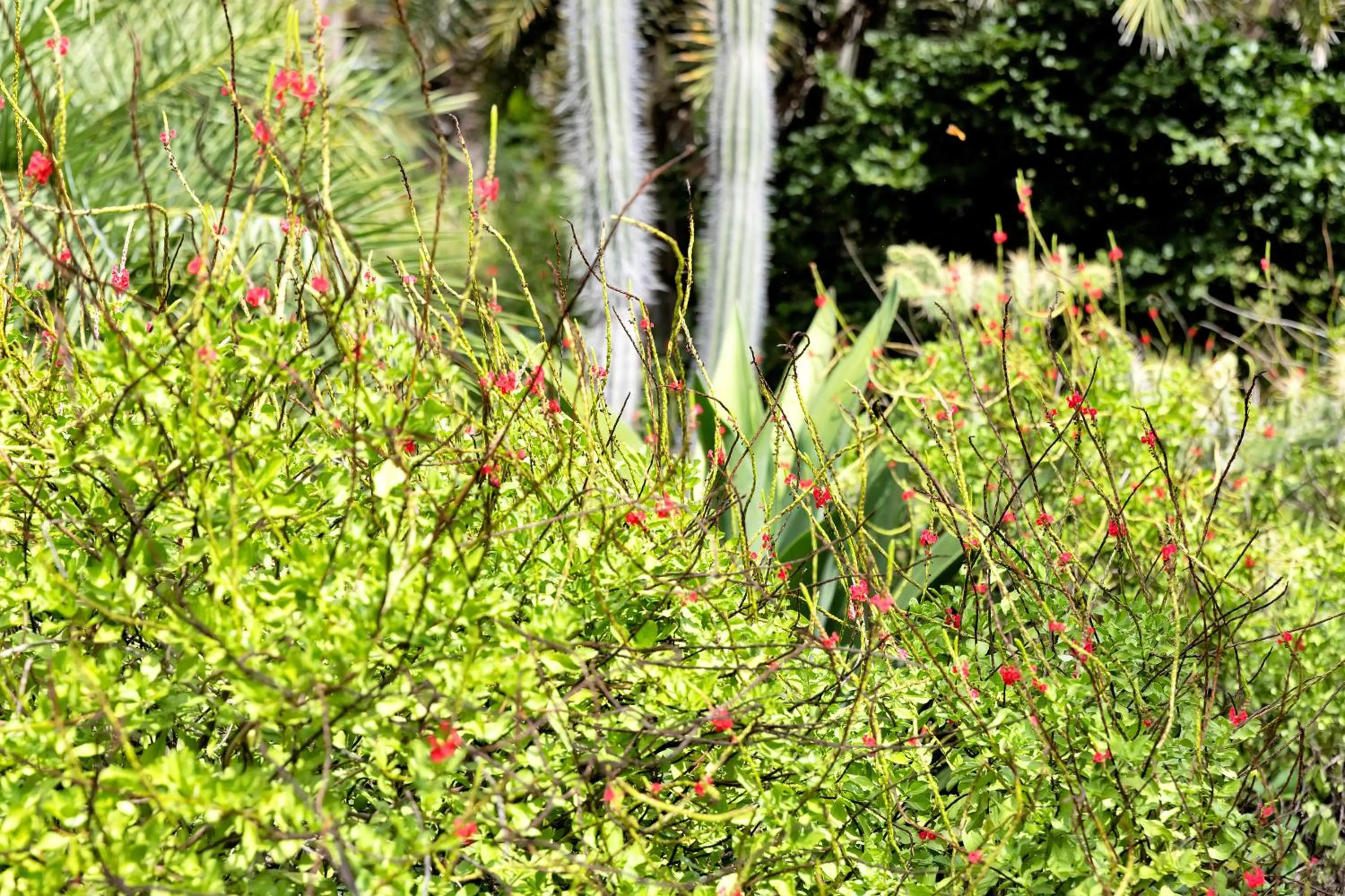 Garden in Red Palm Village