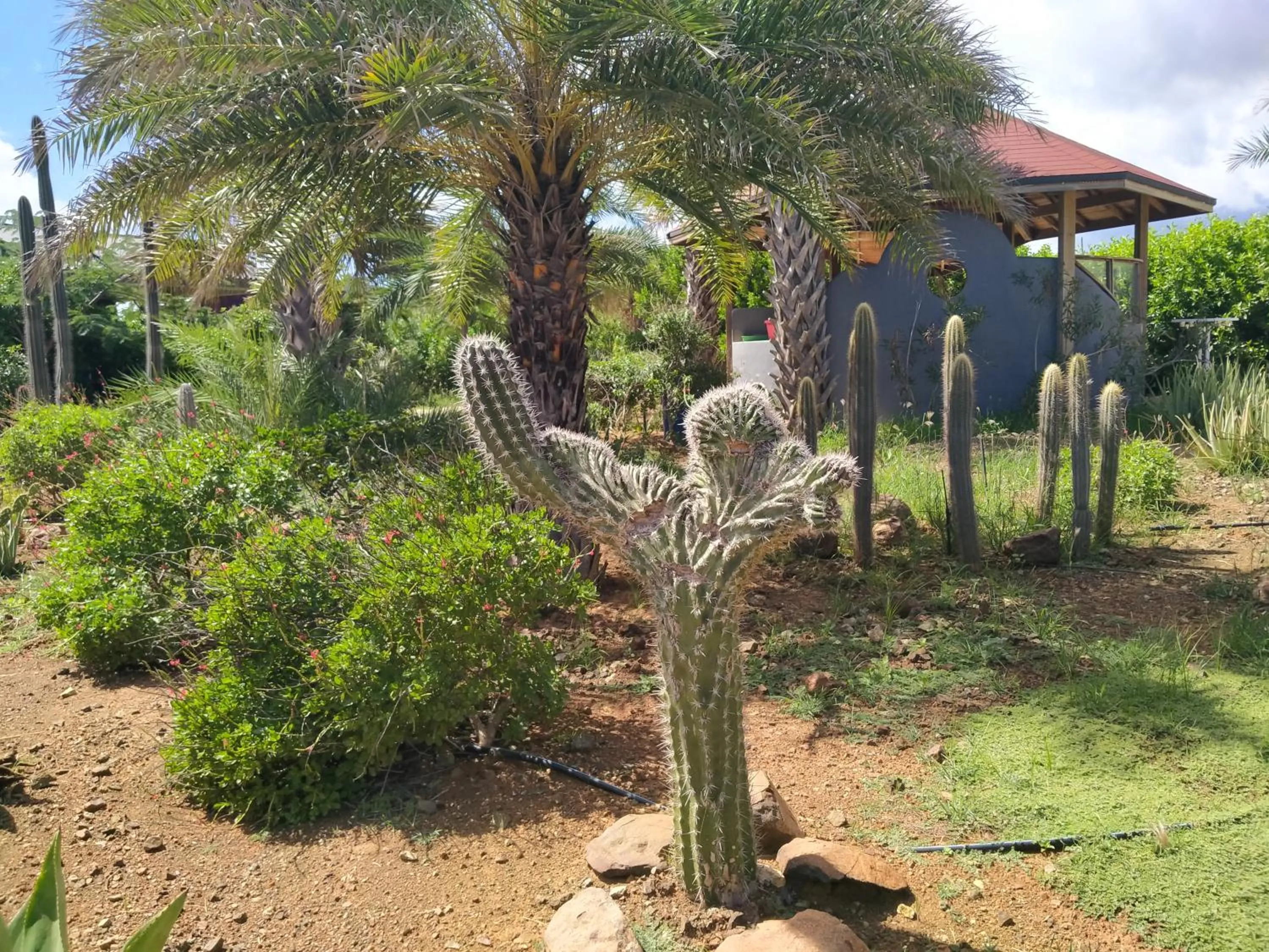 Garden in Red Palm Village