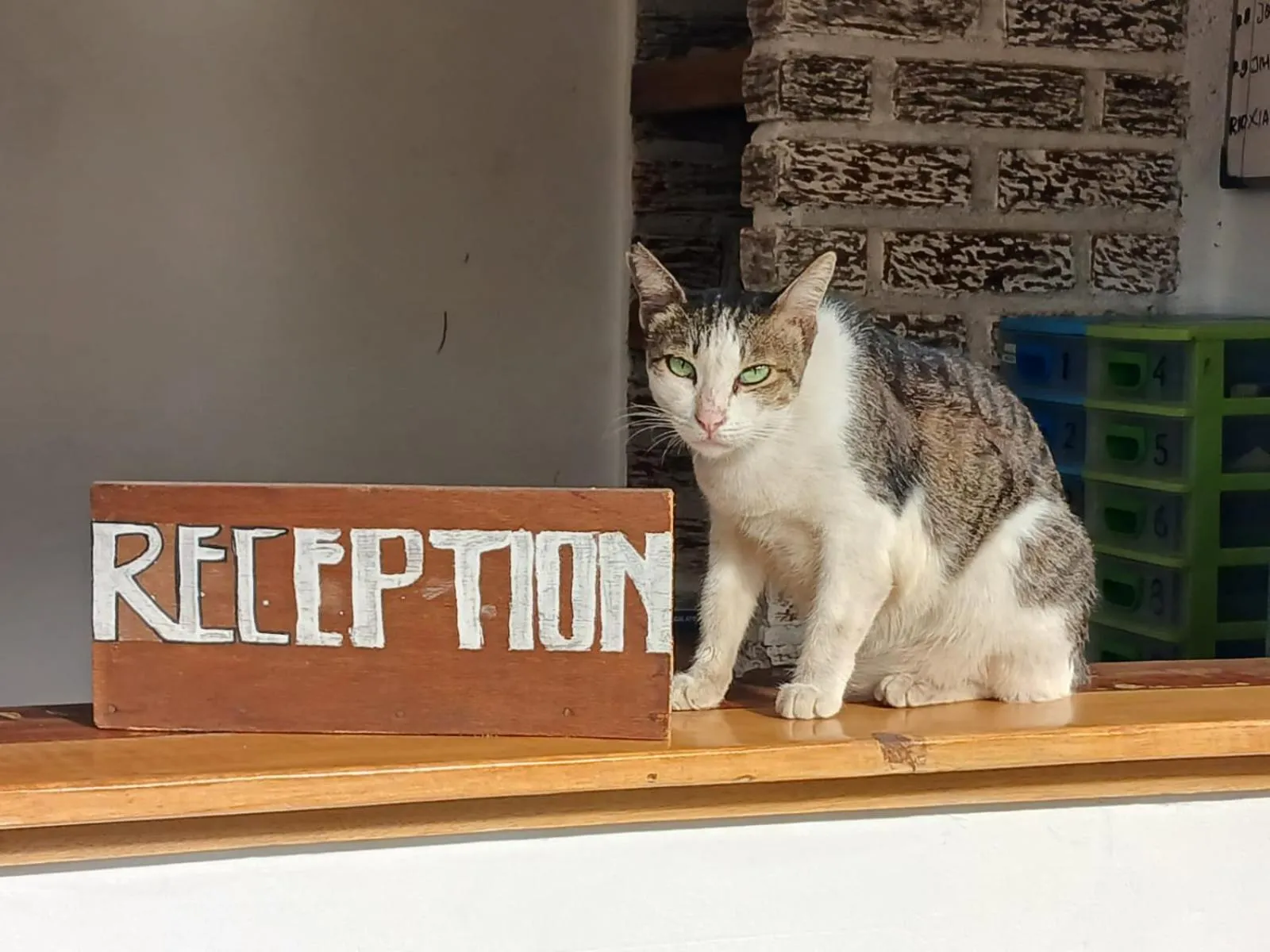 Pets in White Coconut Resort