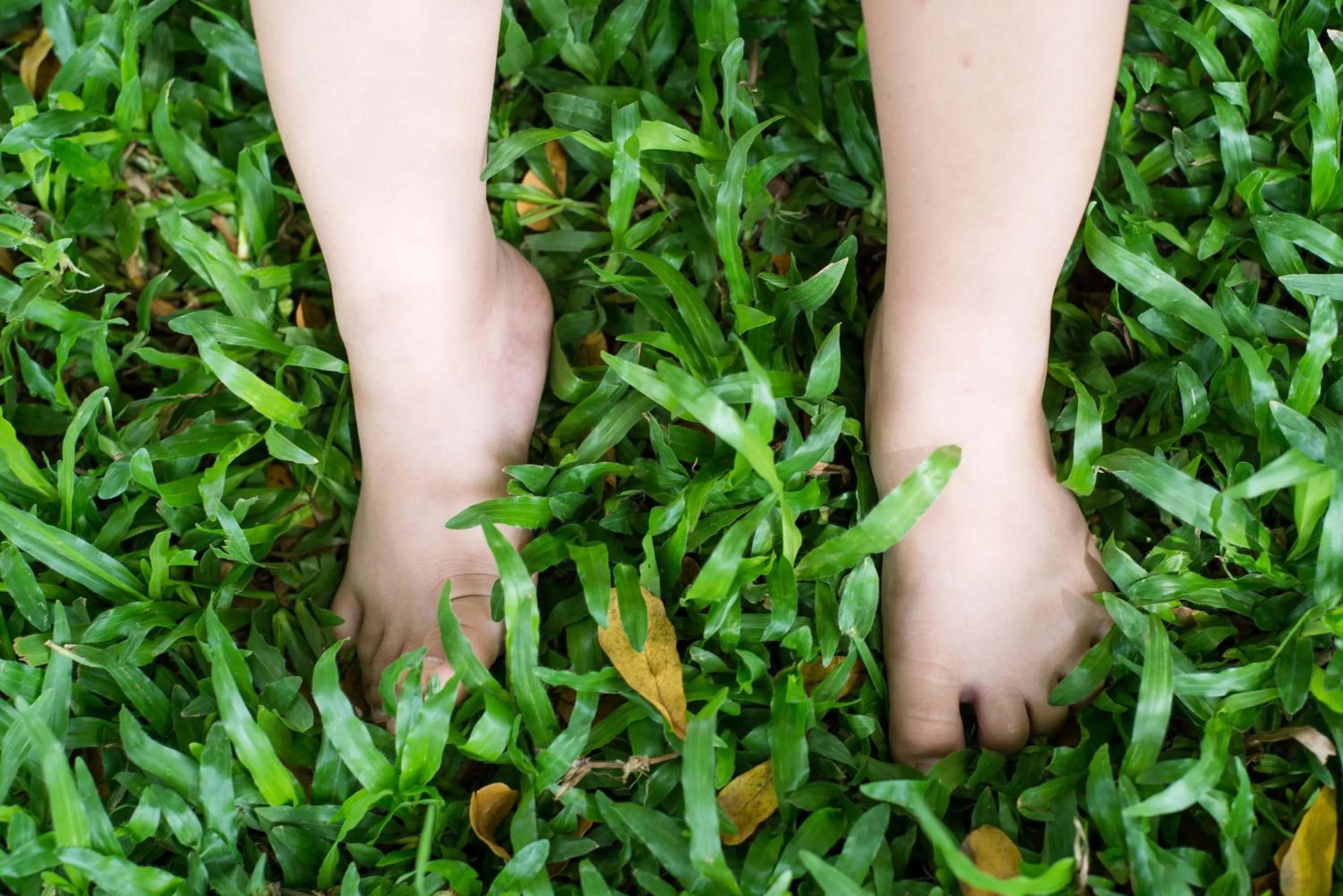 Garden in Phuttal Residence