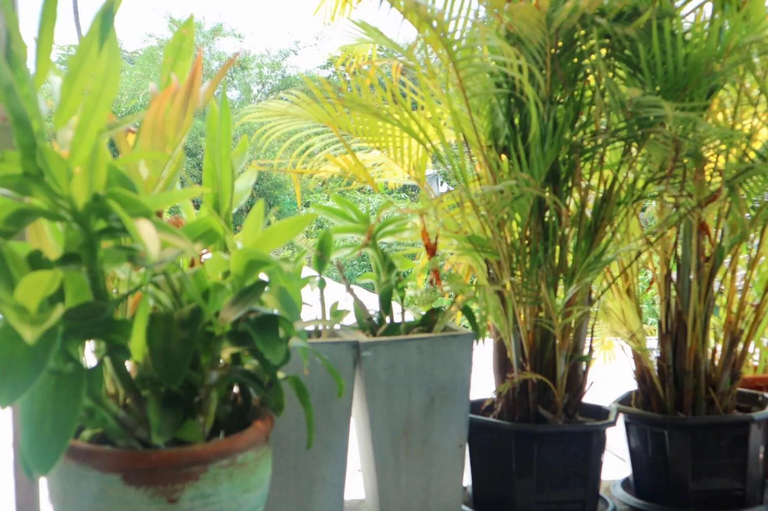 Pakta Phuket - SHA PLUS