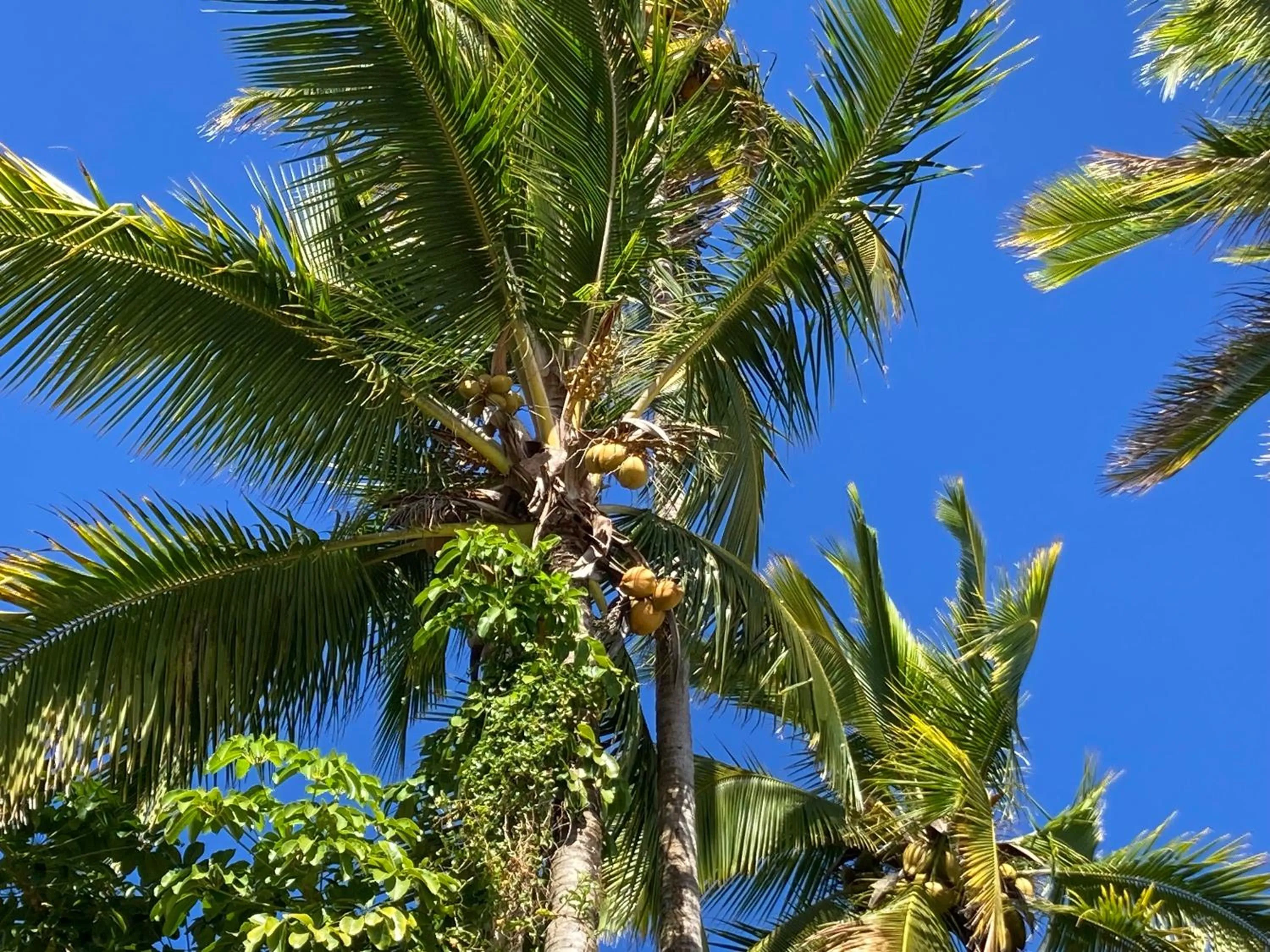 Garden in Hilo Bay Oceanfront Bed and Breakfast