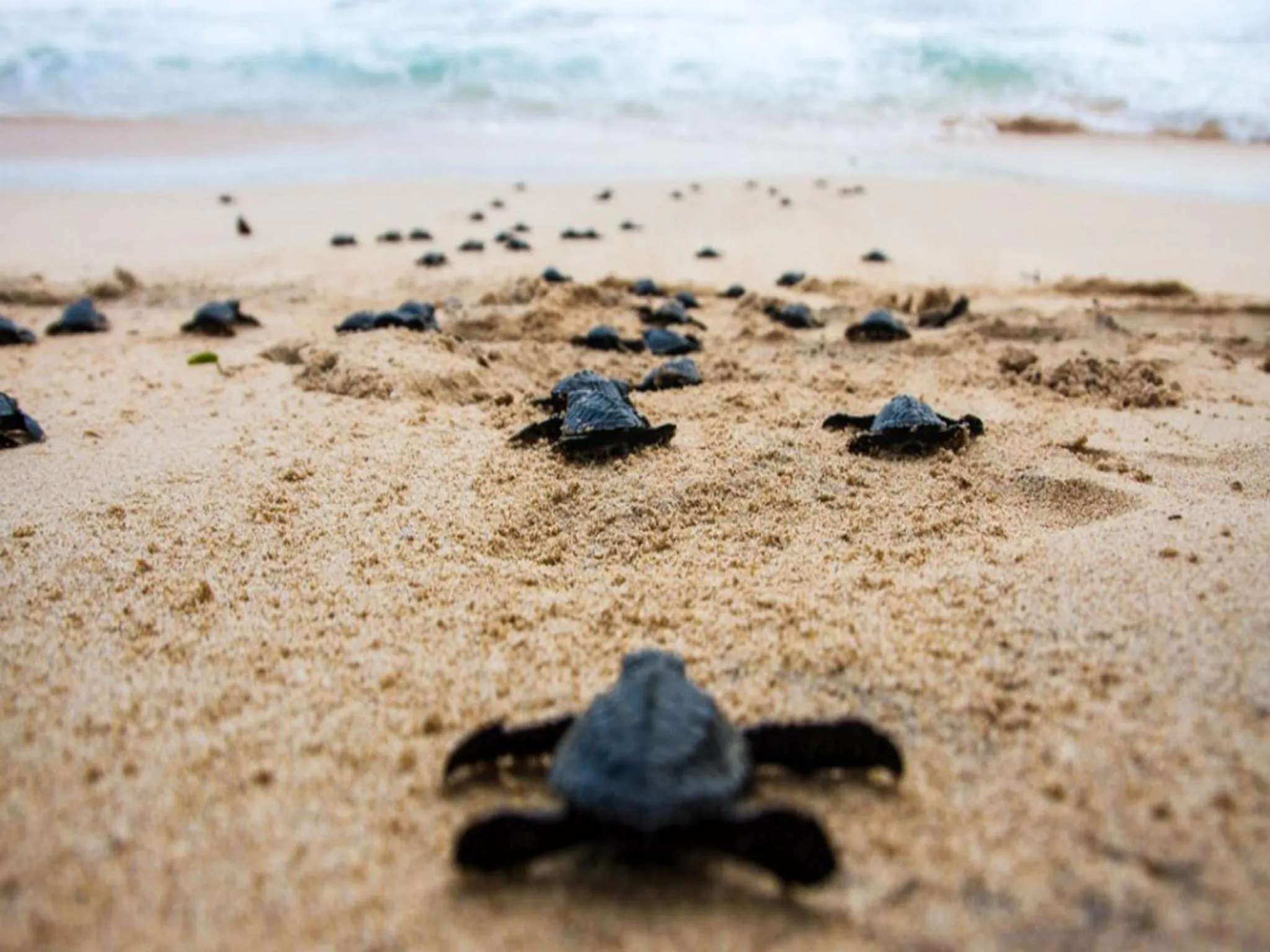 Beach in Crystal Palace