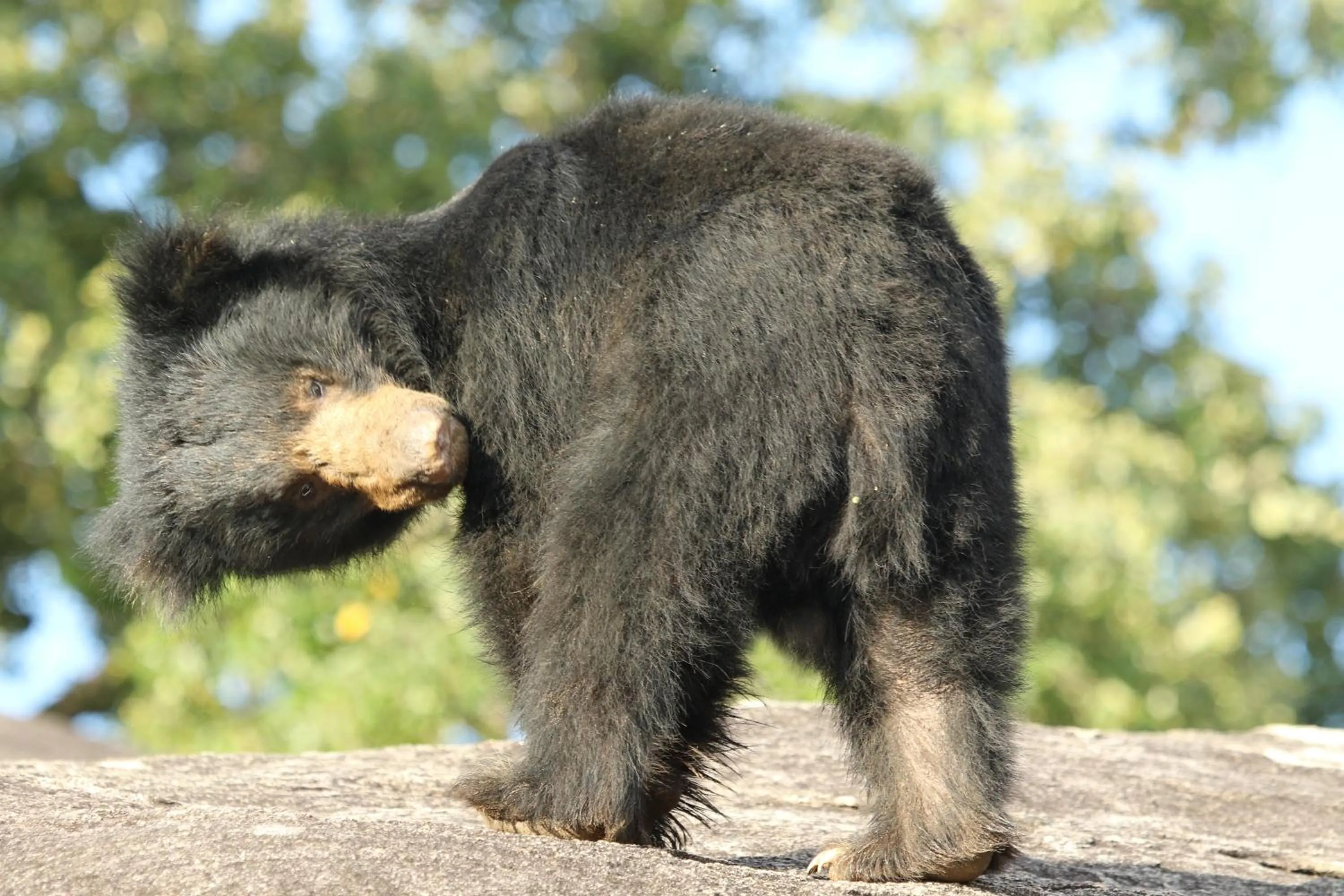 Animals in Jade Green Hotel Hambantota