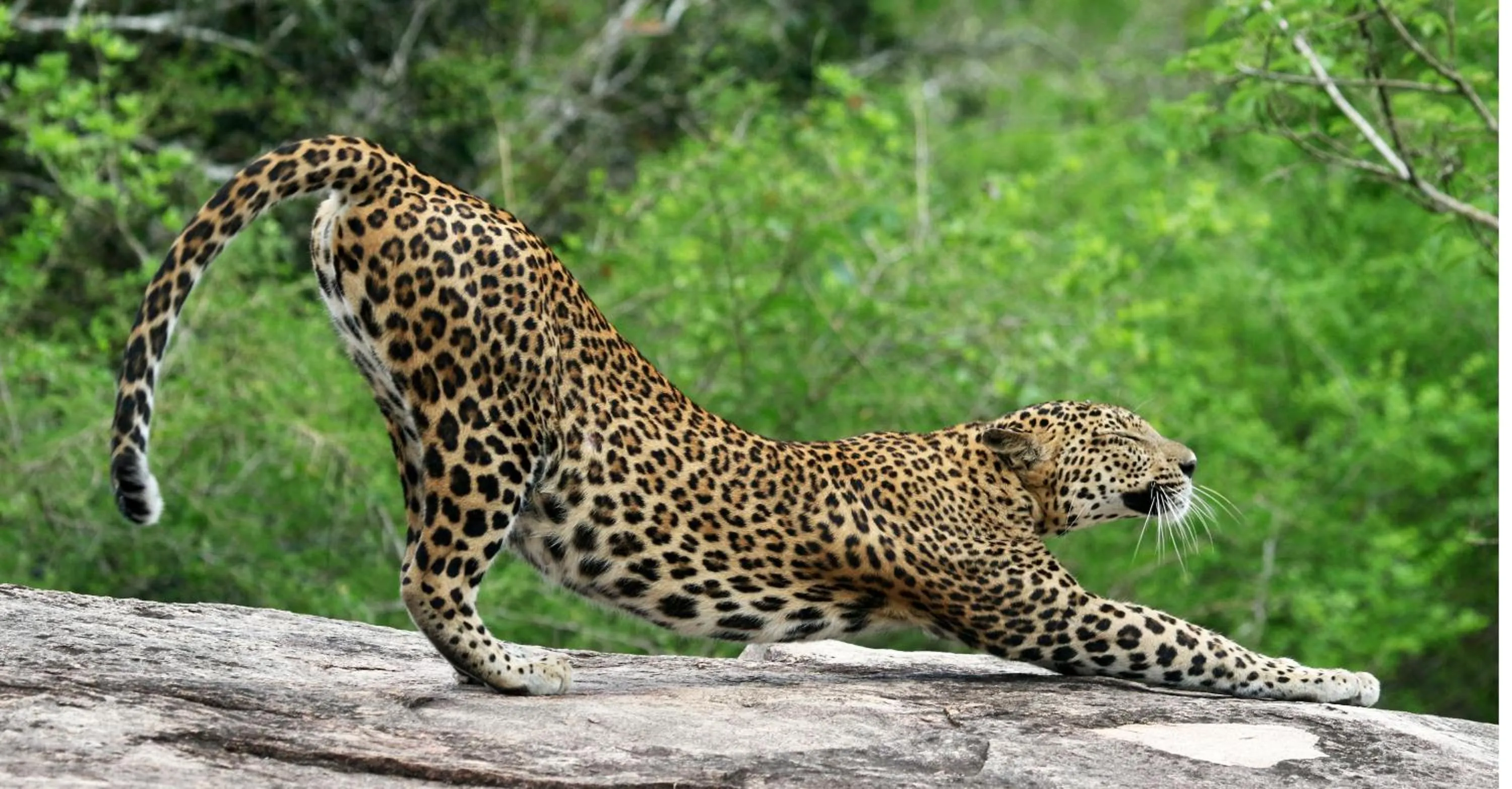 Animals in Jade Green Hotel Hambantota