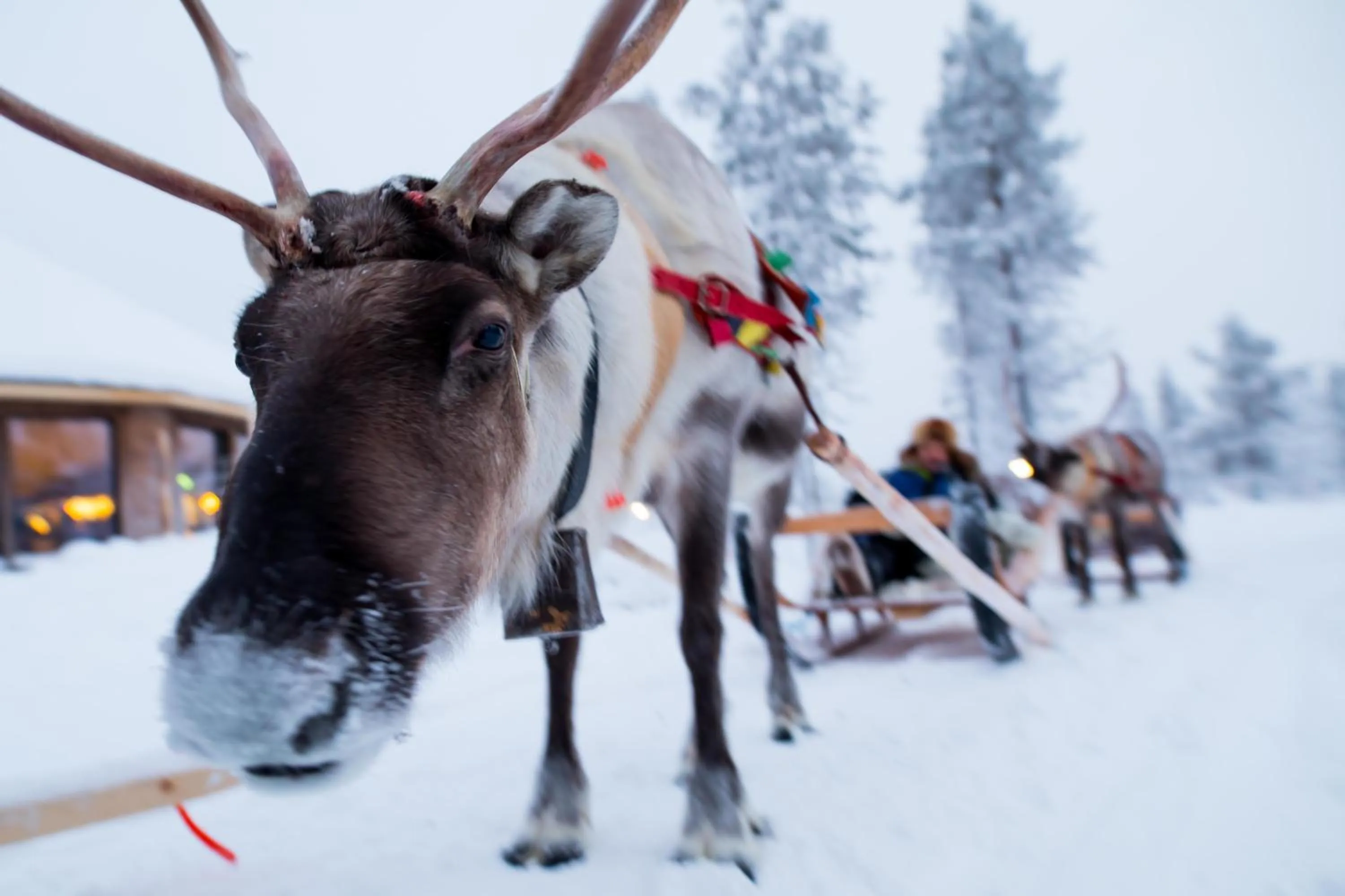 Animals in Northern Lights Village Saariselkä