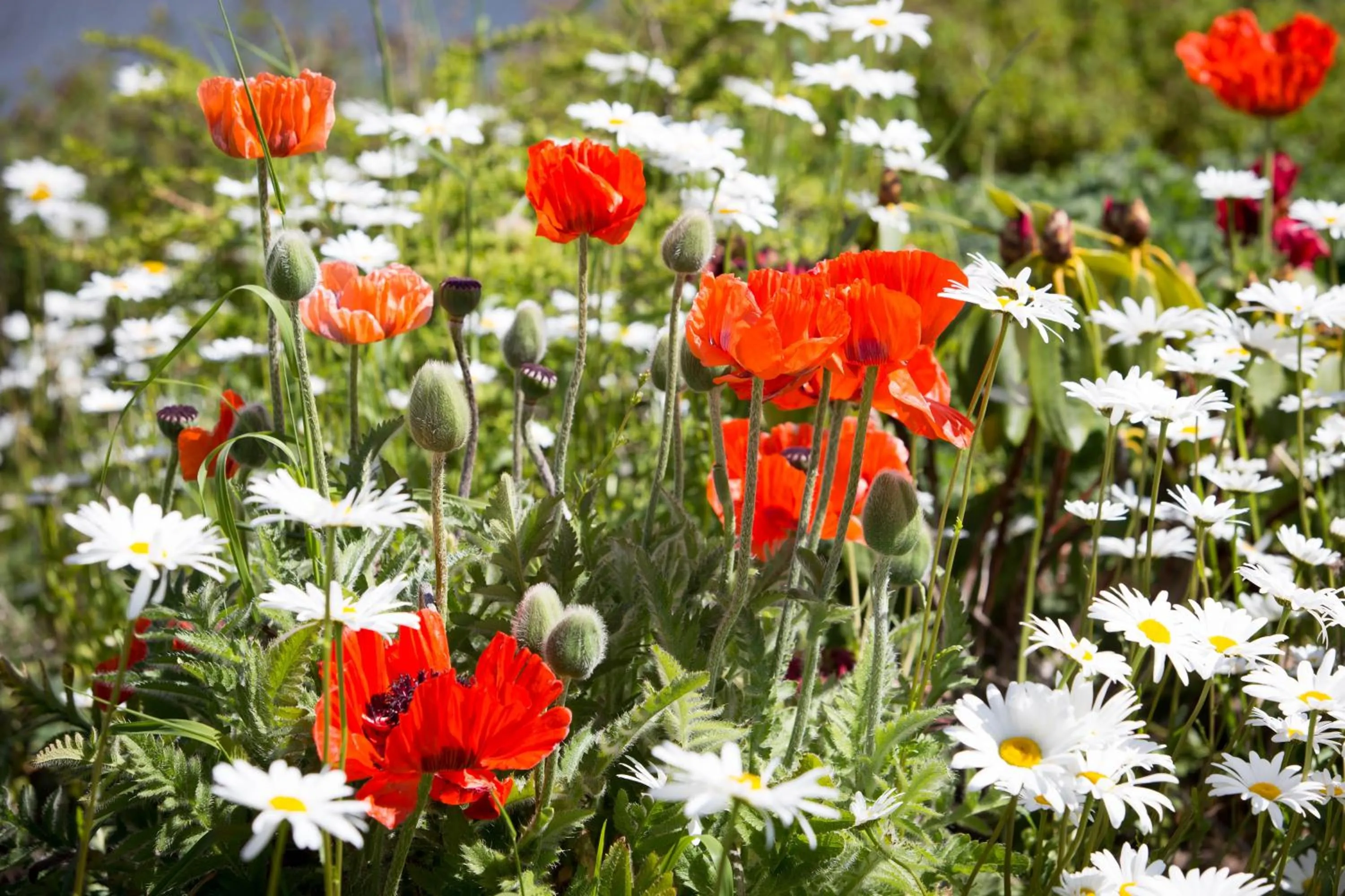 Garden in Templehall Hotel