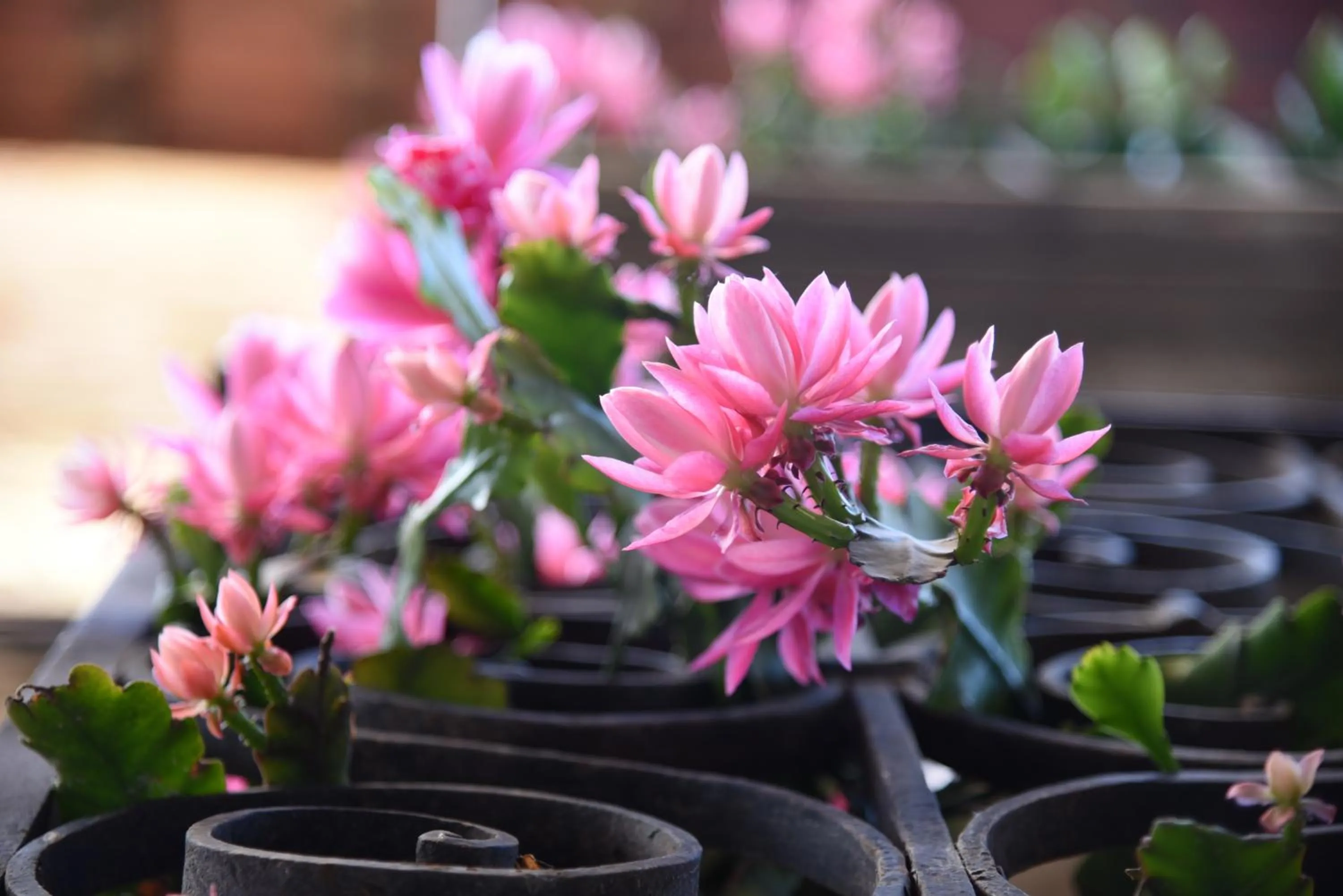 Decorative detail in Posada Mayor de Migueloa