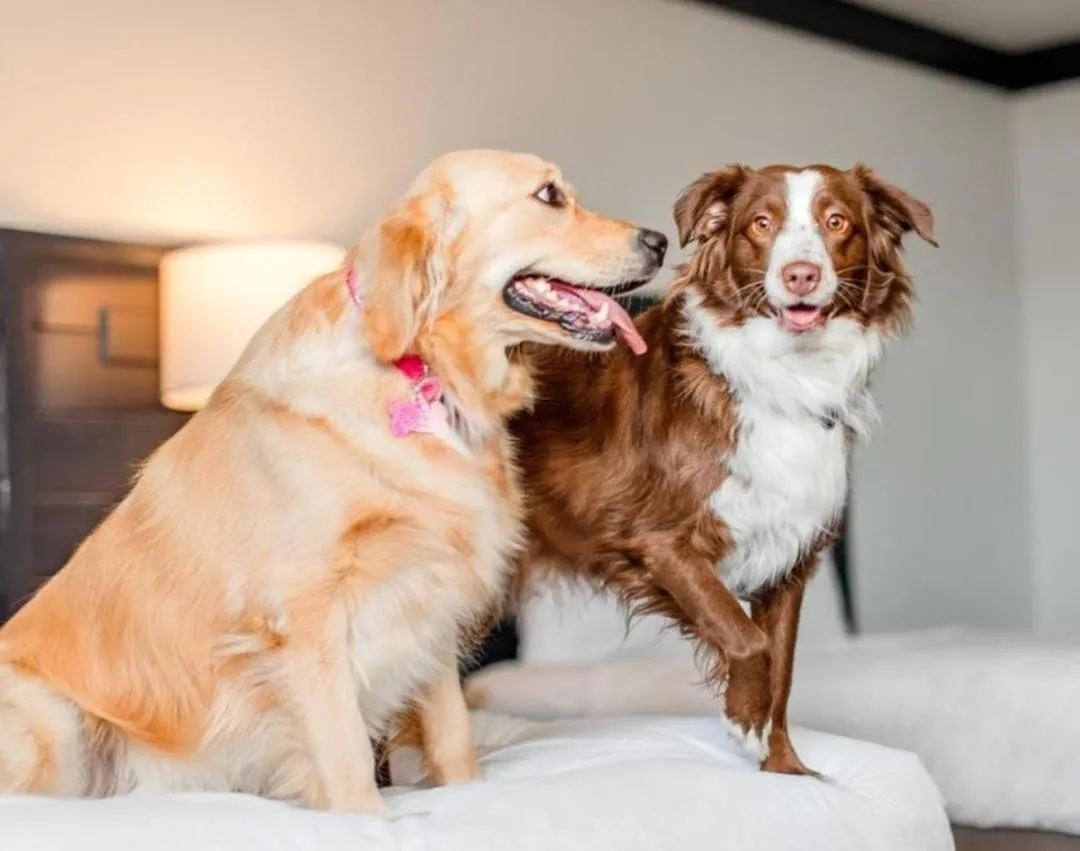 pet friendly in Hotel Ventura