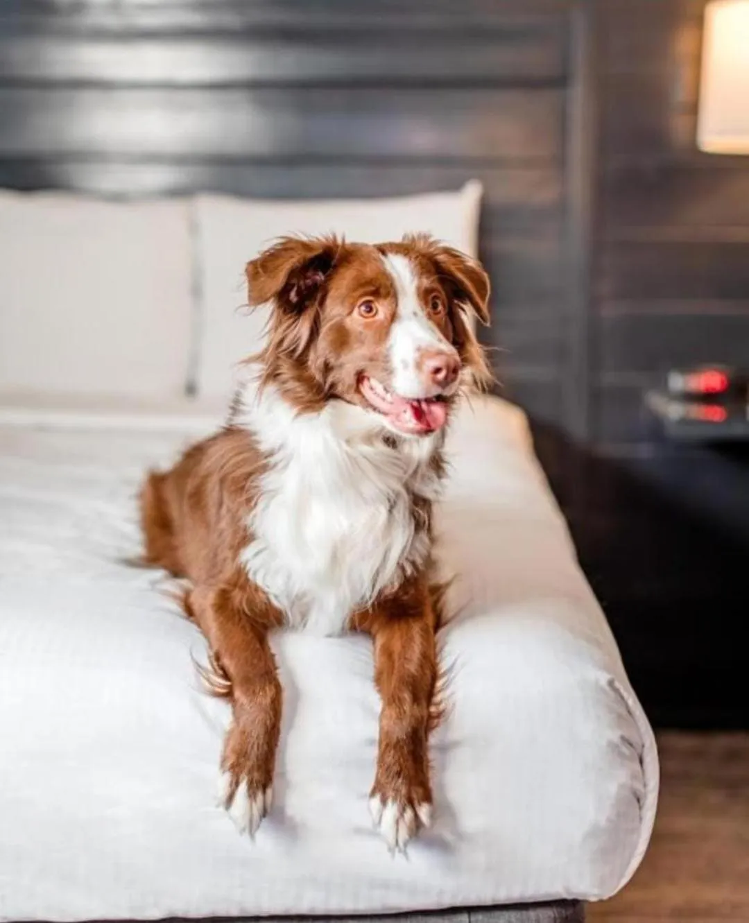 pet friendly in Hotel Ventura
