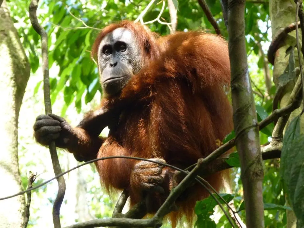 Hiking in Villa Paradise - Bukit Lawang