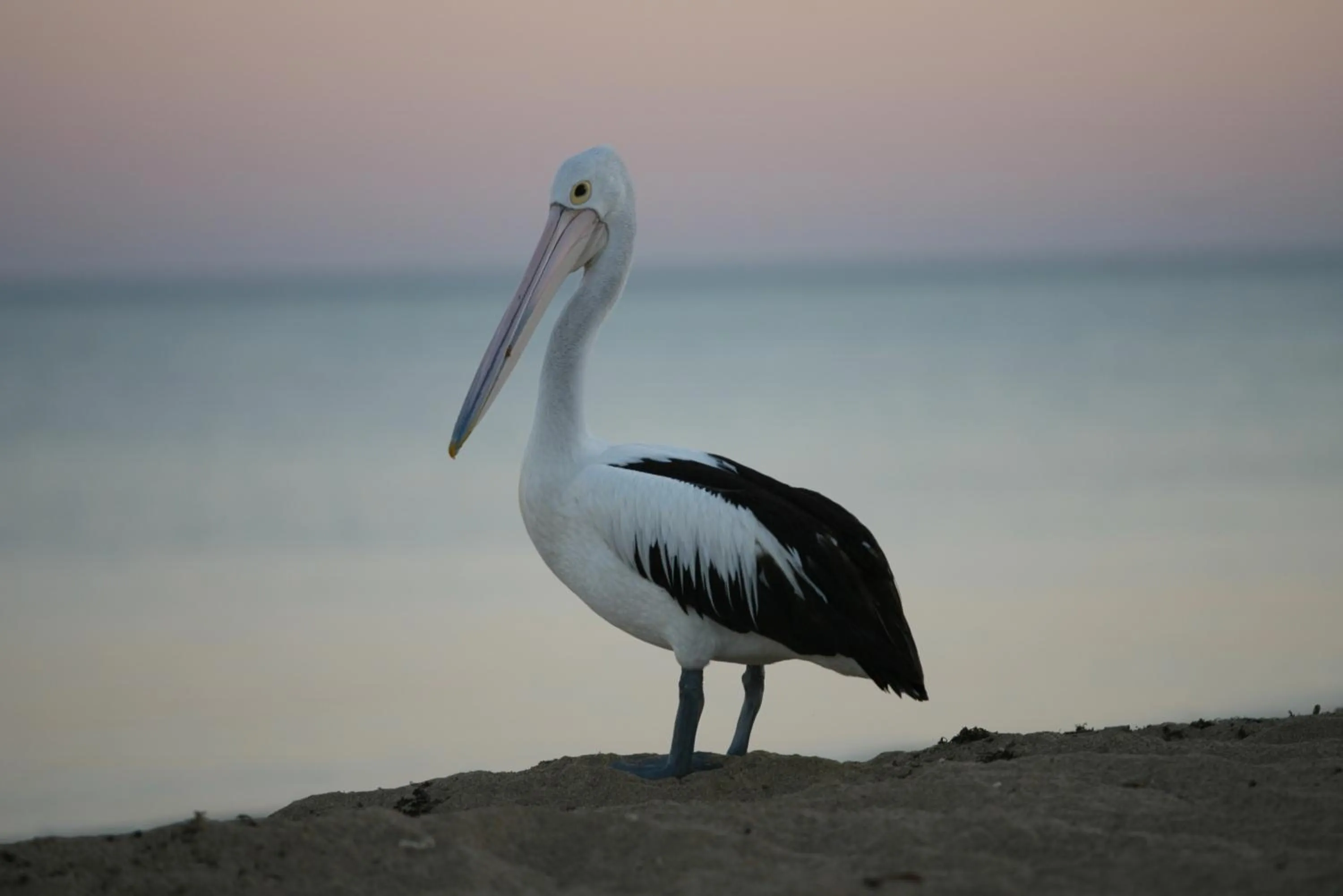 Beach in Mackerel Islands