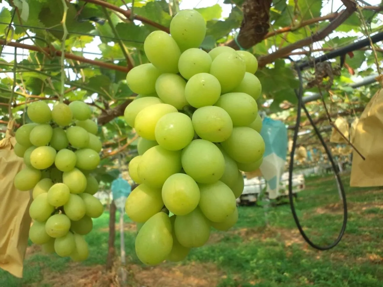 Summer in Kai Resort Hotel