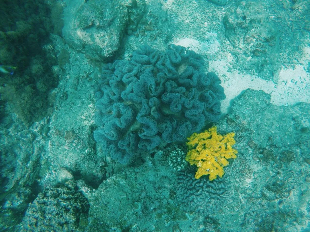 Diving in Nilaveli Beach Rooms