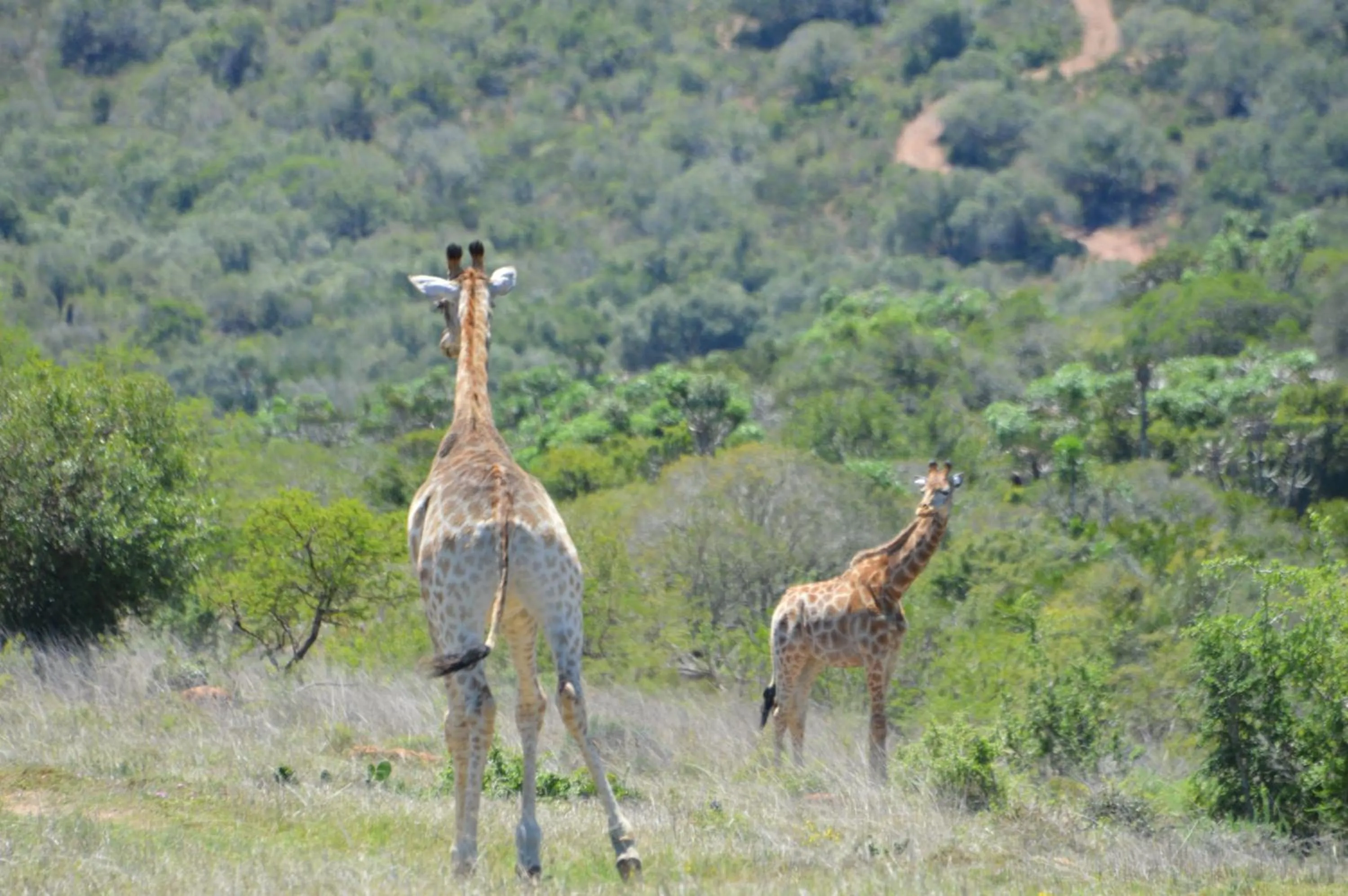 Animals in African Safari Lodge