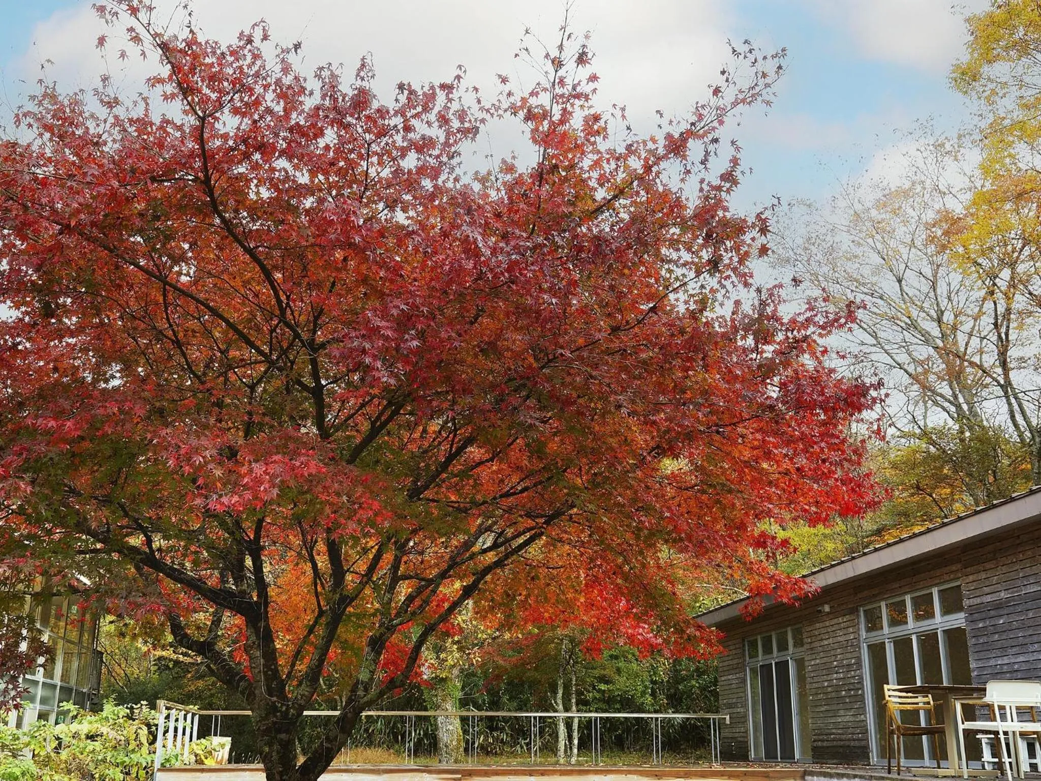 Seasons in Hakone Retreat Före