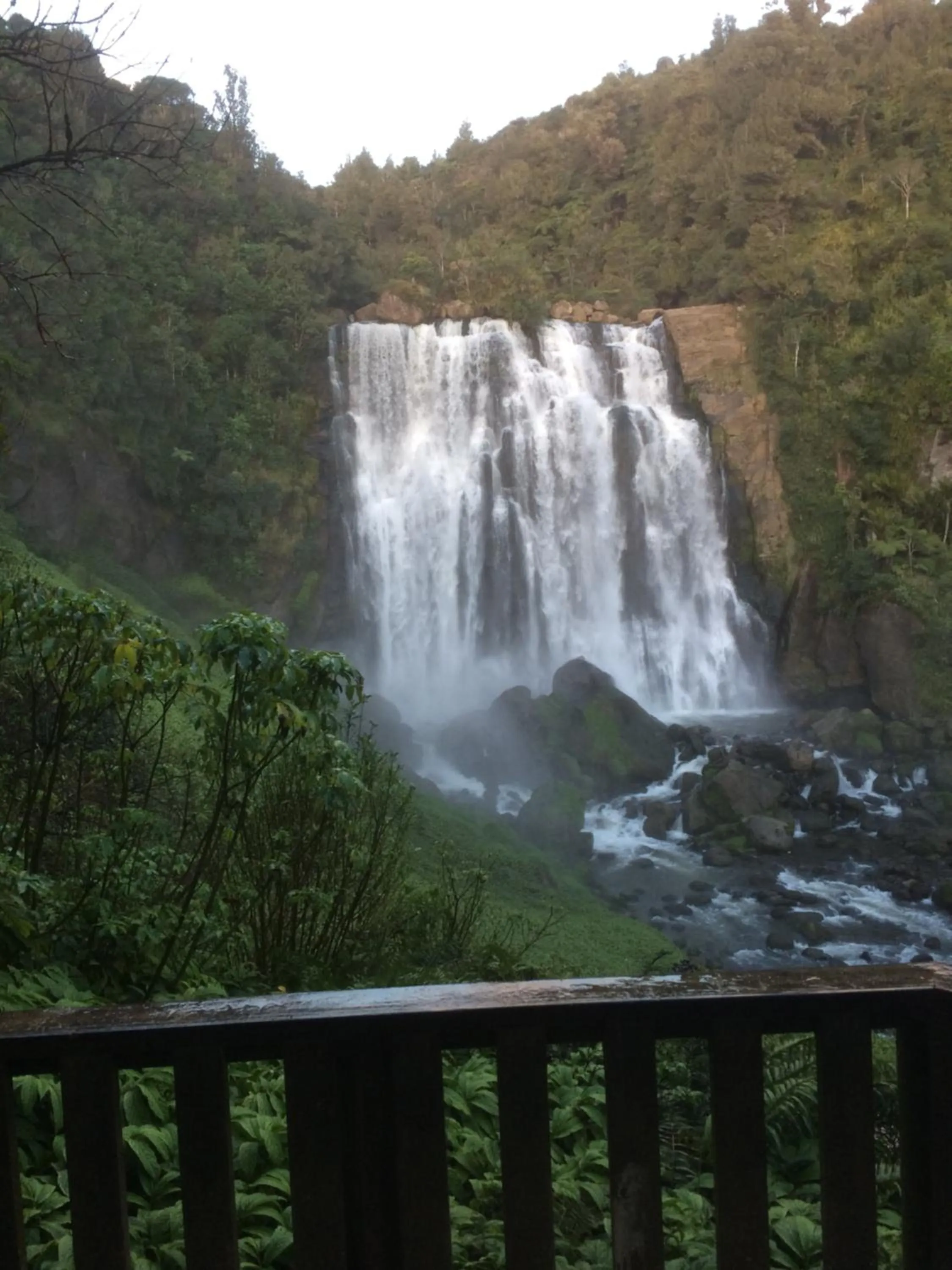 Natural landscape in Waitomo Caves Guest Lodge