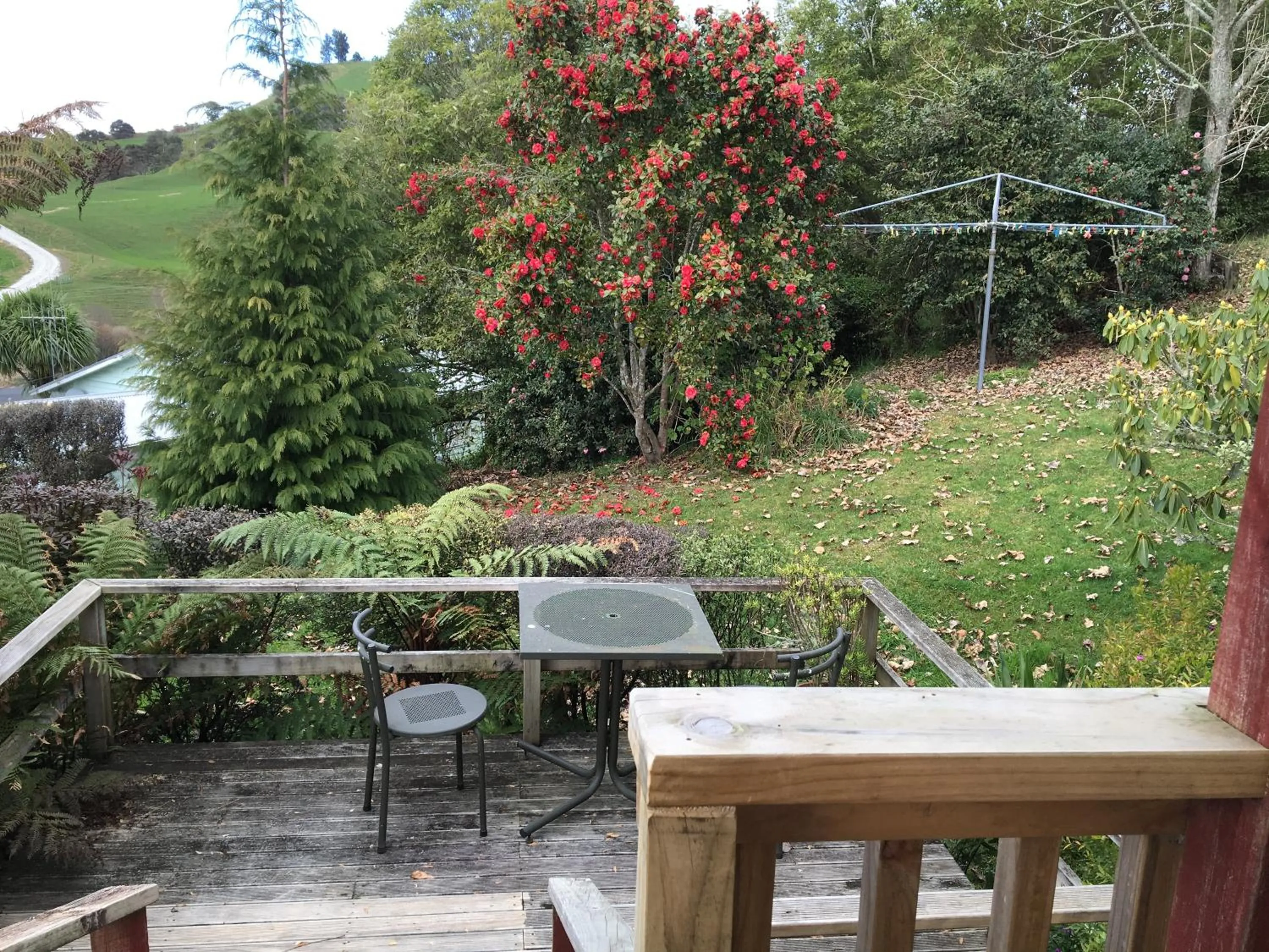 Garden in Waitomo Caves Guest Lodge