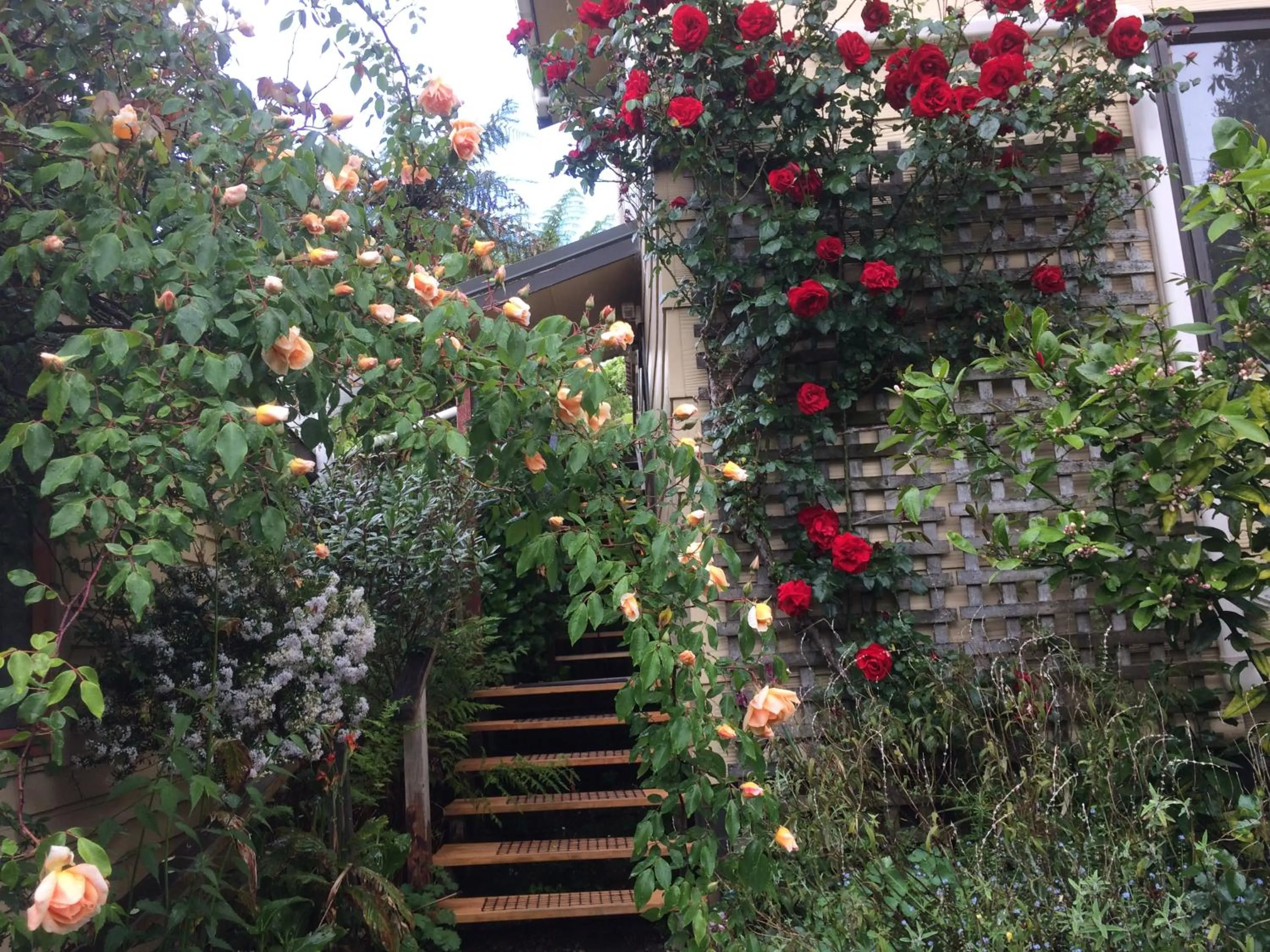 Garden in Waitomo Caves Guest Lodge