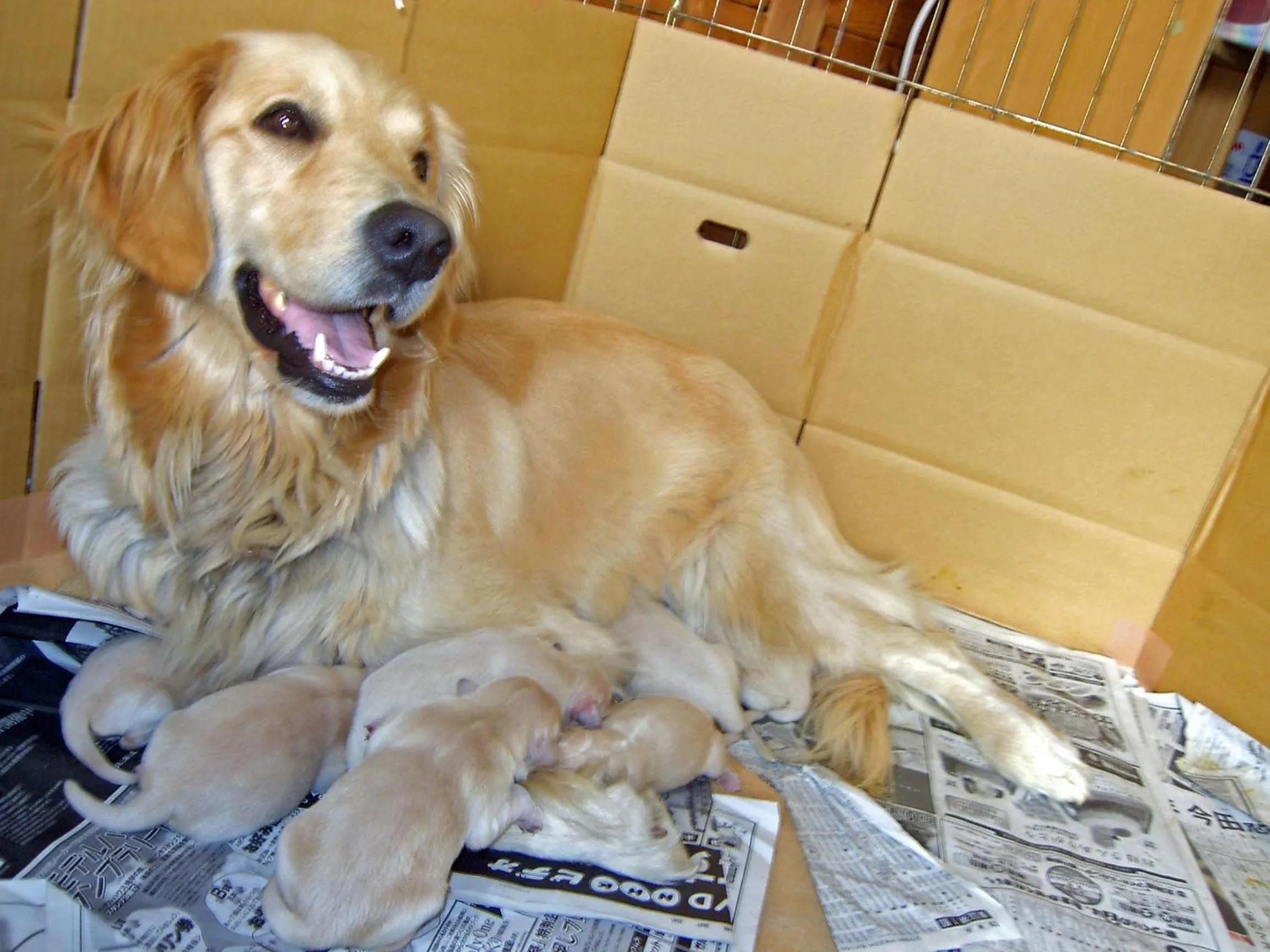 Pets in Pension Megumiyuki