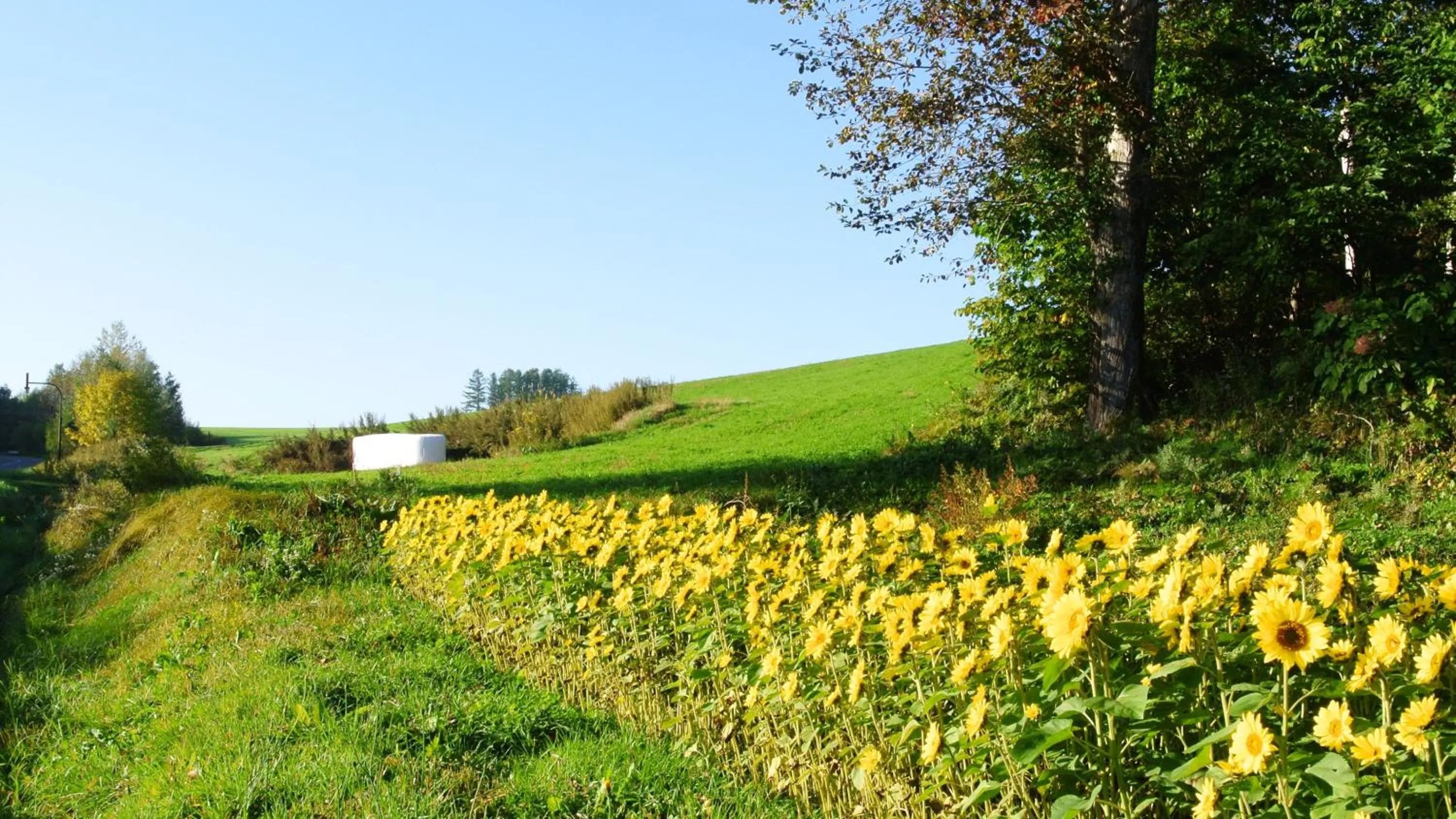 Summer in Pension Megumiyuki