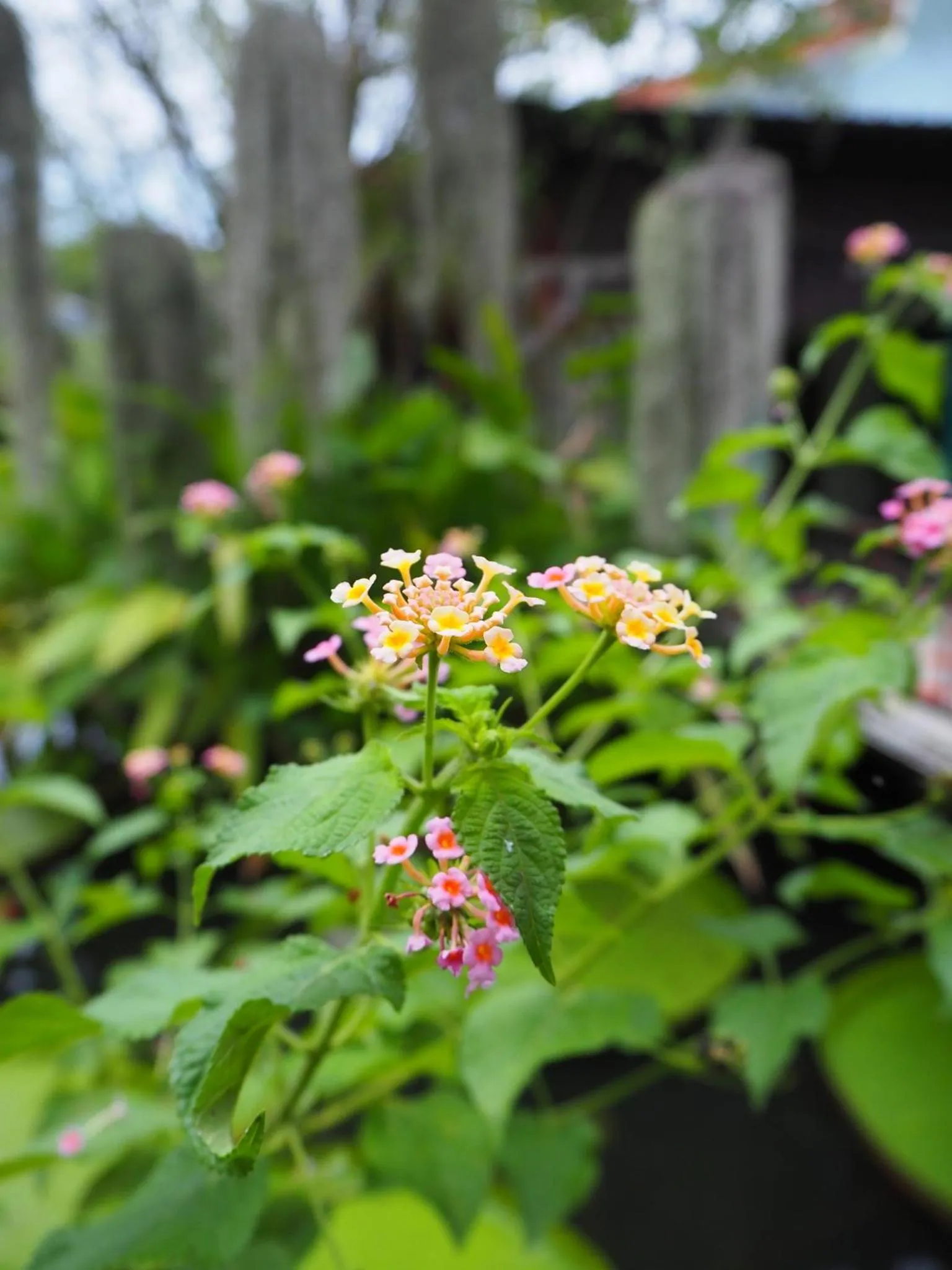 Garden view in Muaan Resort