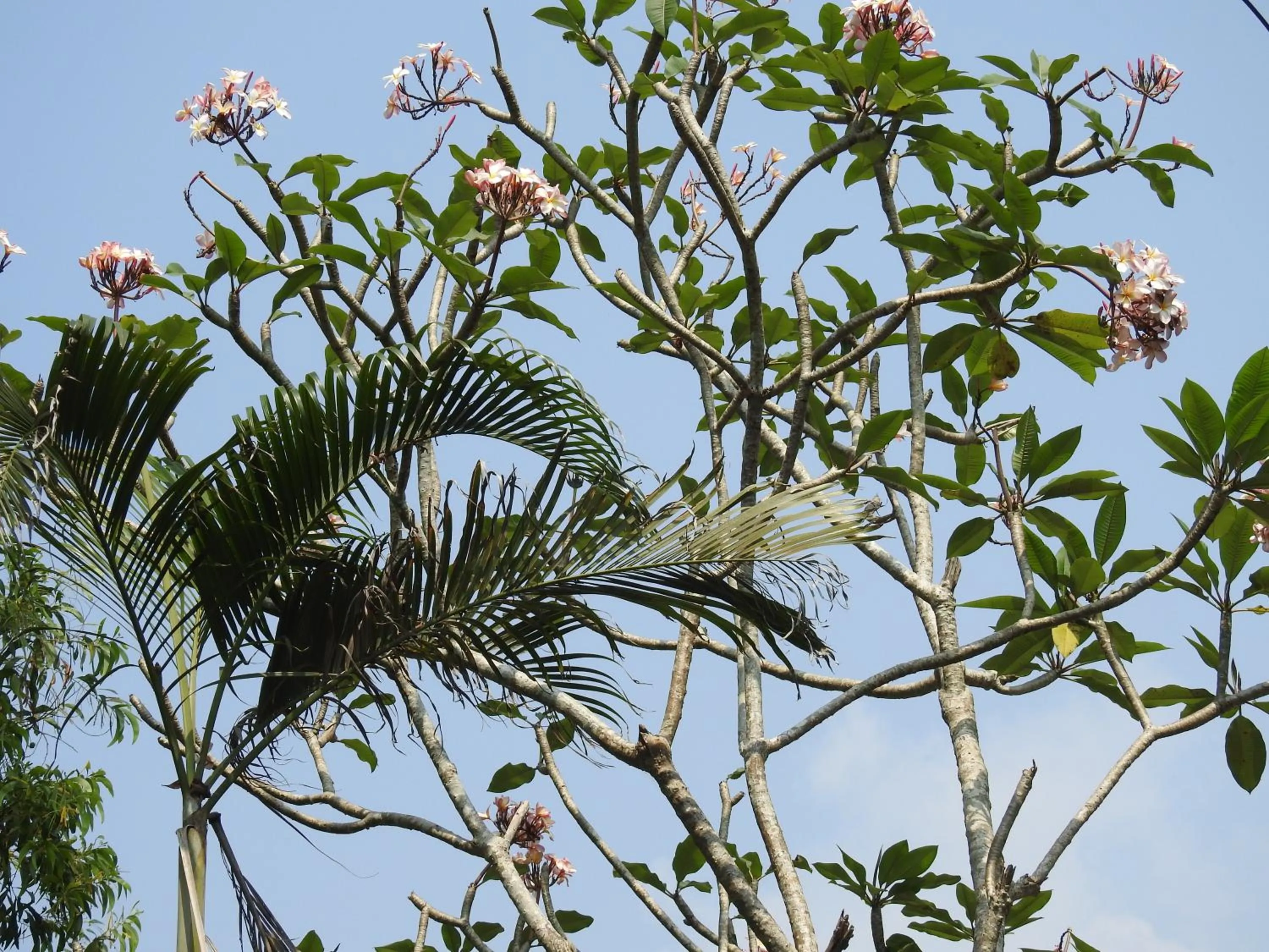 Alleppey Beach Garden