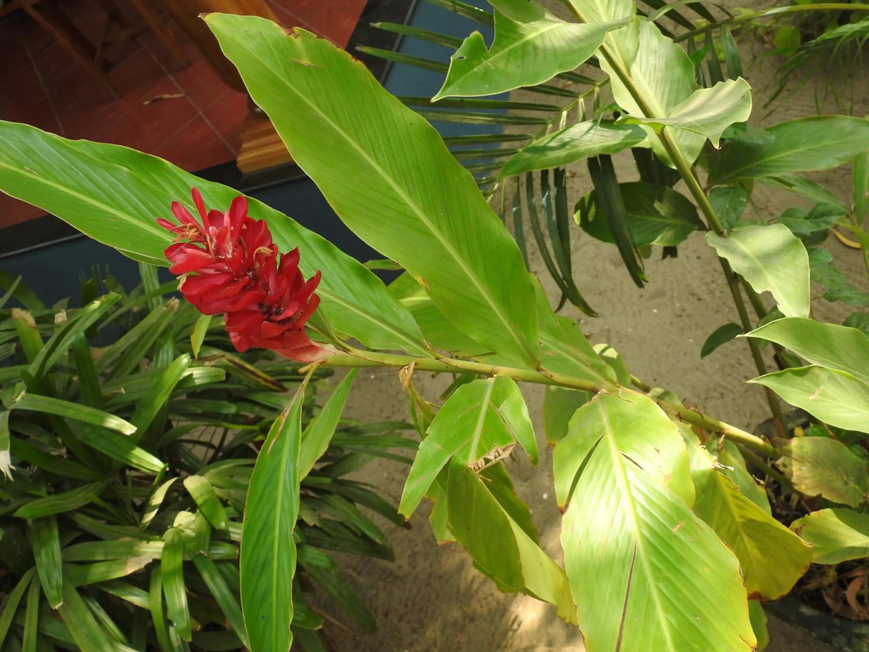 Alleppey Beach Garden