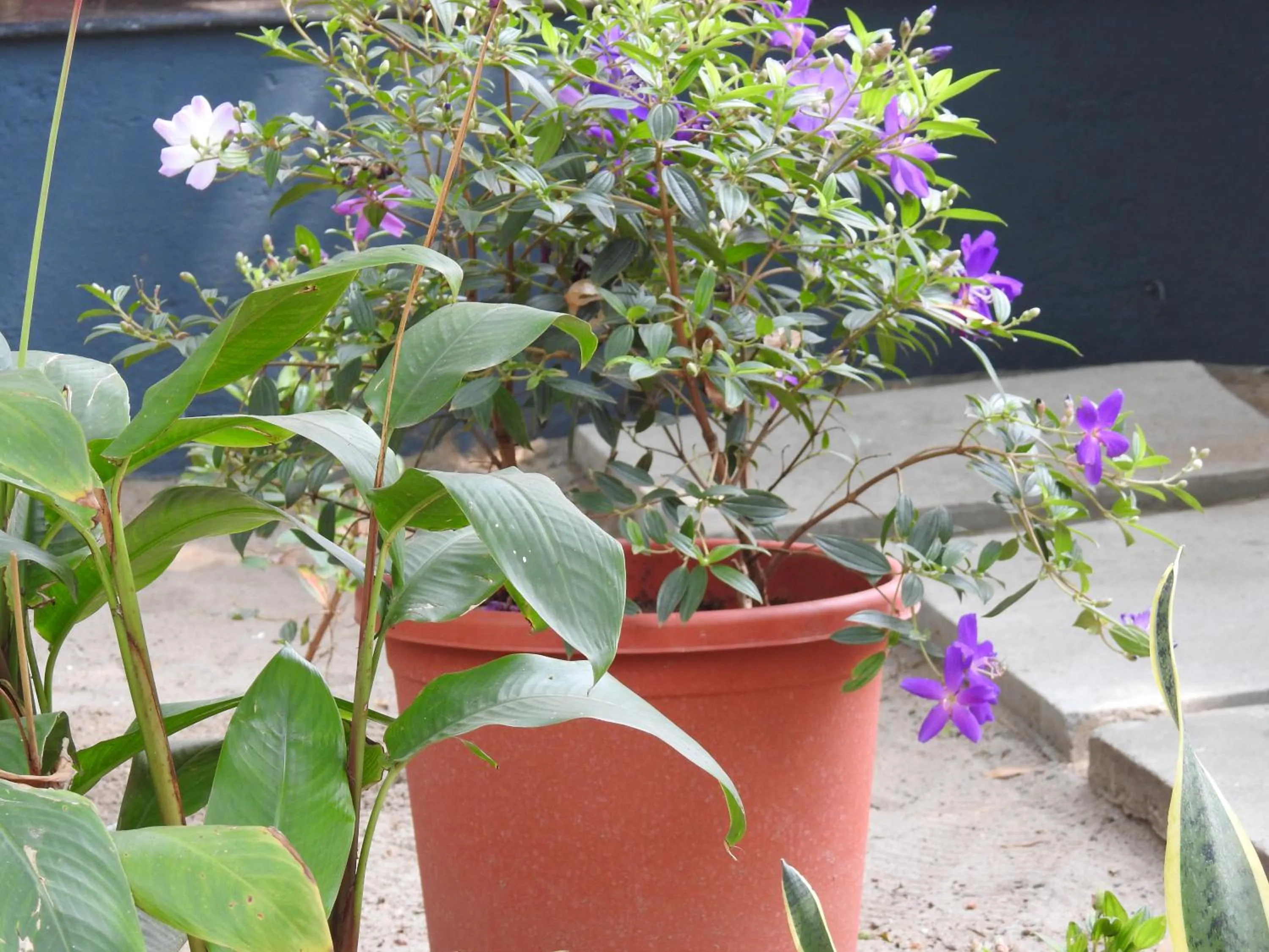 Alleppey Beach Garden