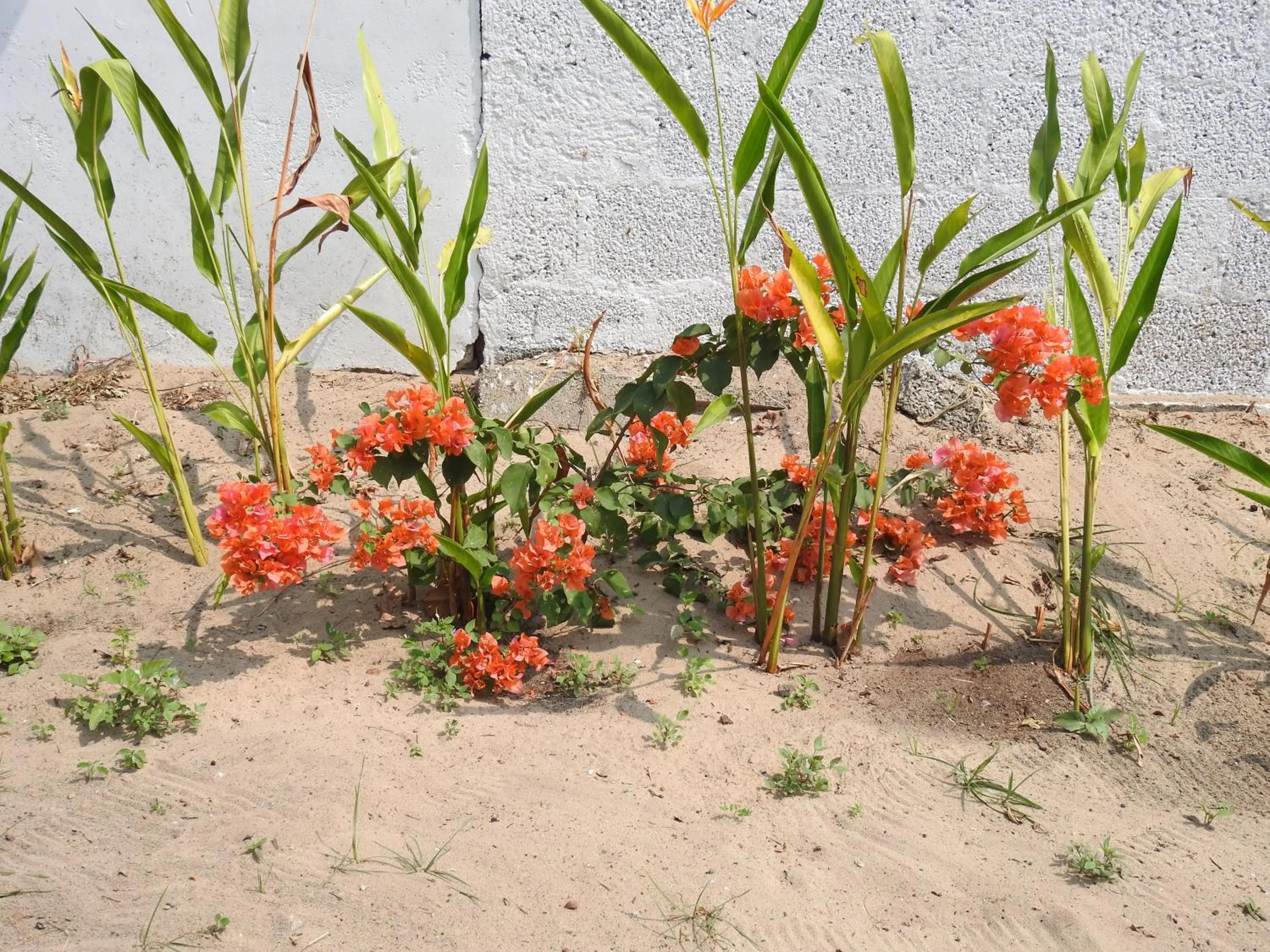 Alleppey Beach Garden