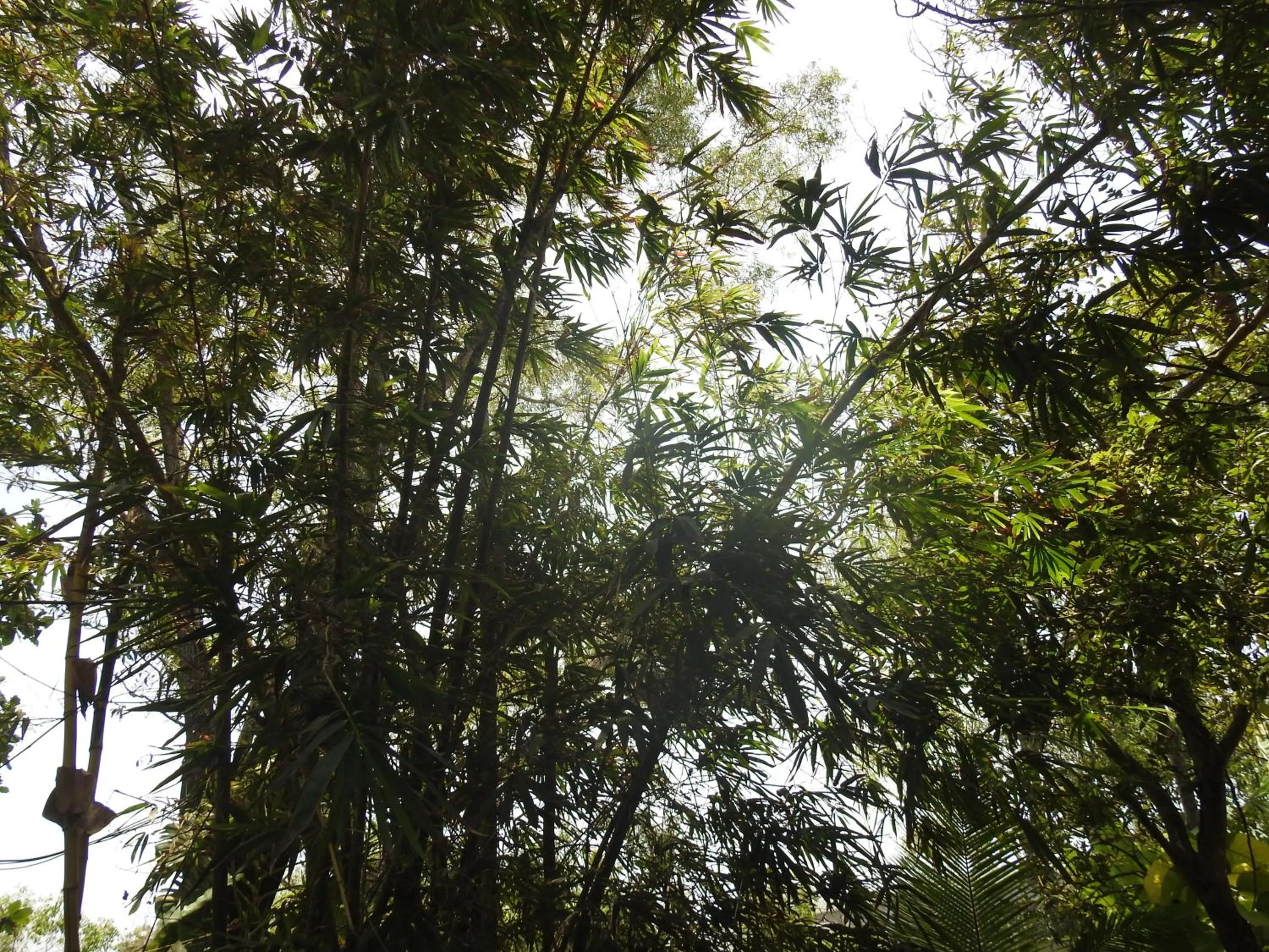 Alleppey Beach Garden