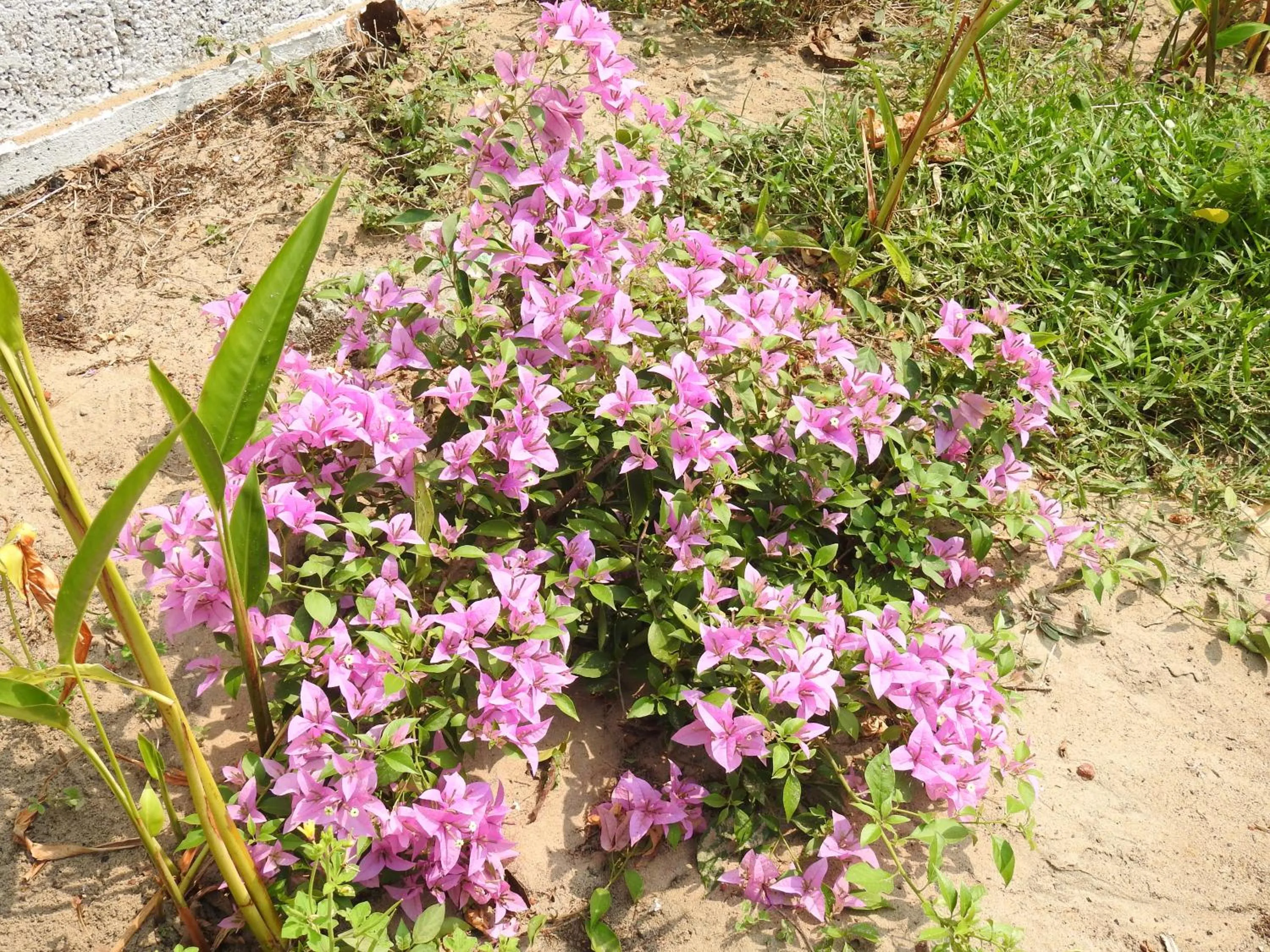 Alleppey Beach Garden