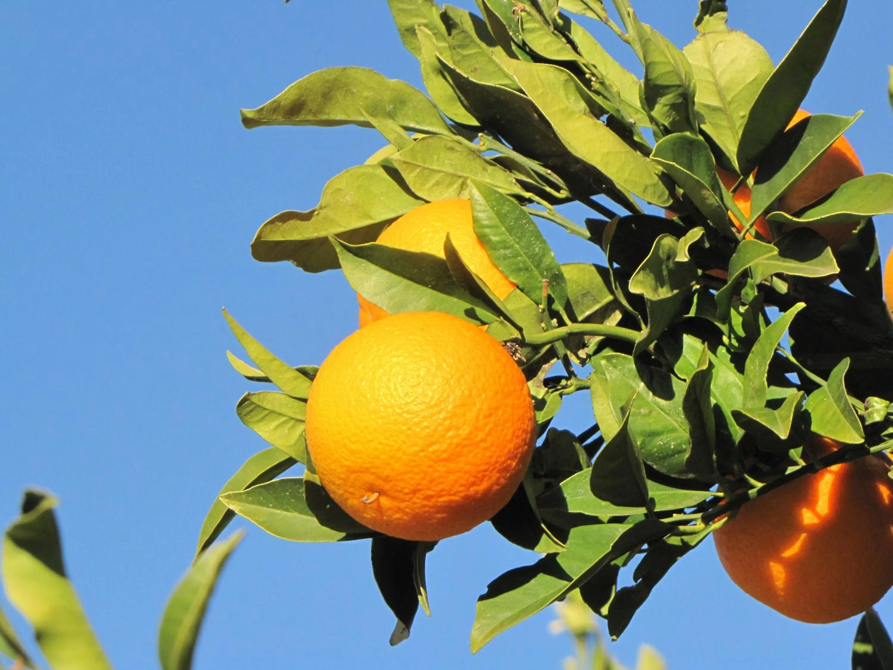 Food in Casona Granado