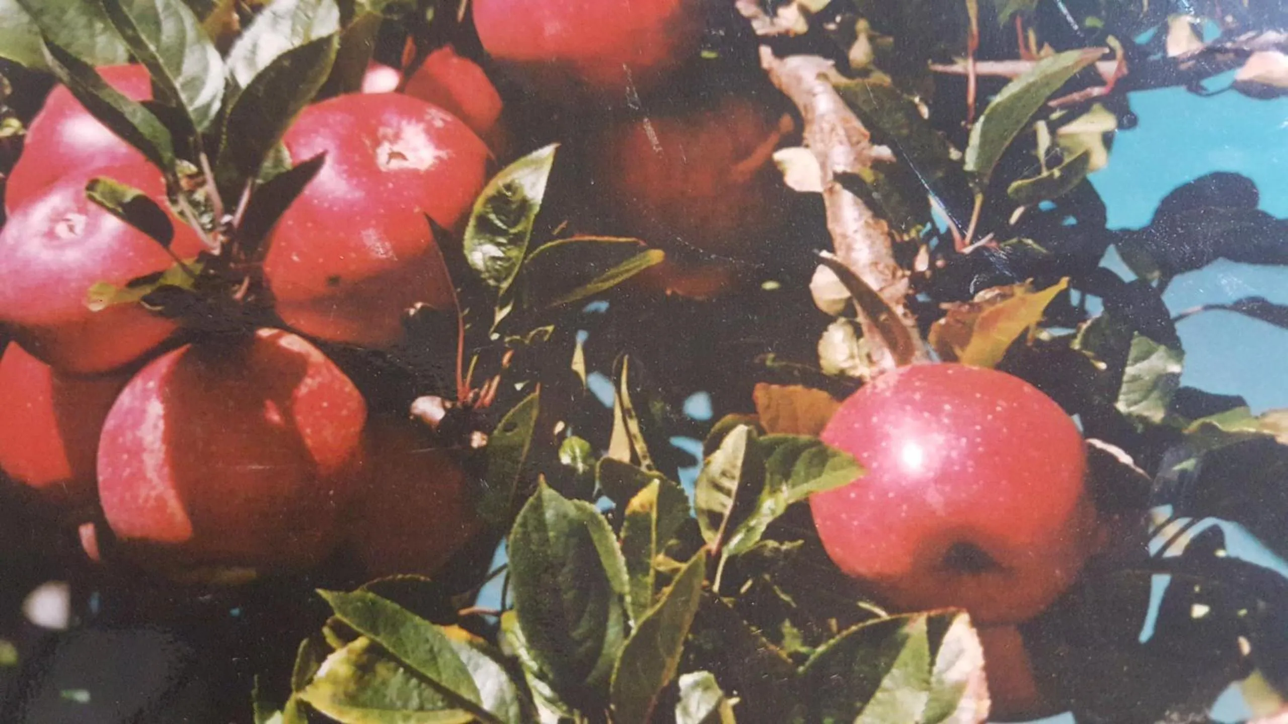 Neighbourhood in Waitomo Orchard Estate B&B