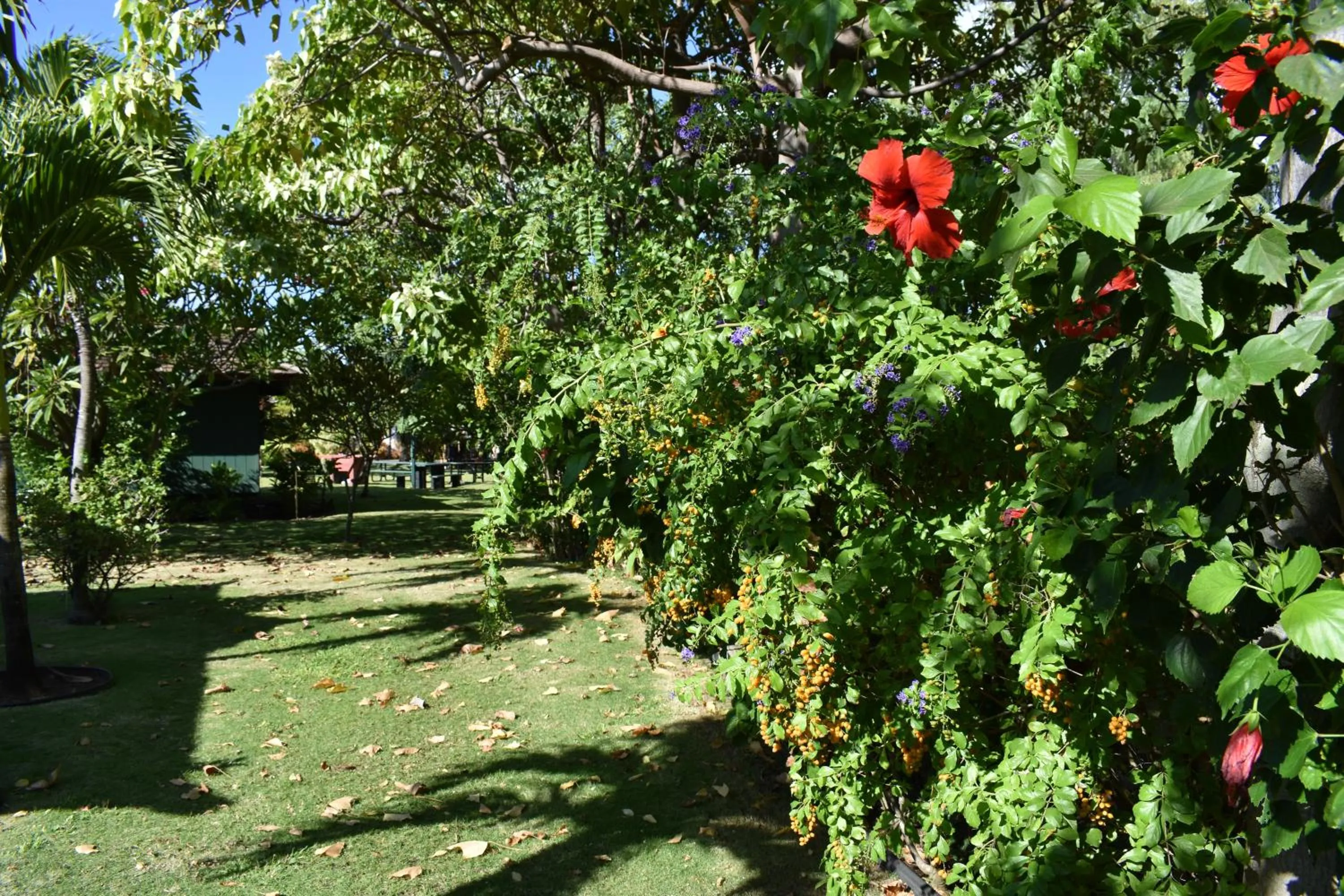 Garden in Nona Lani Cottages