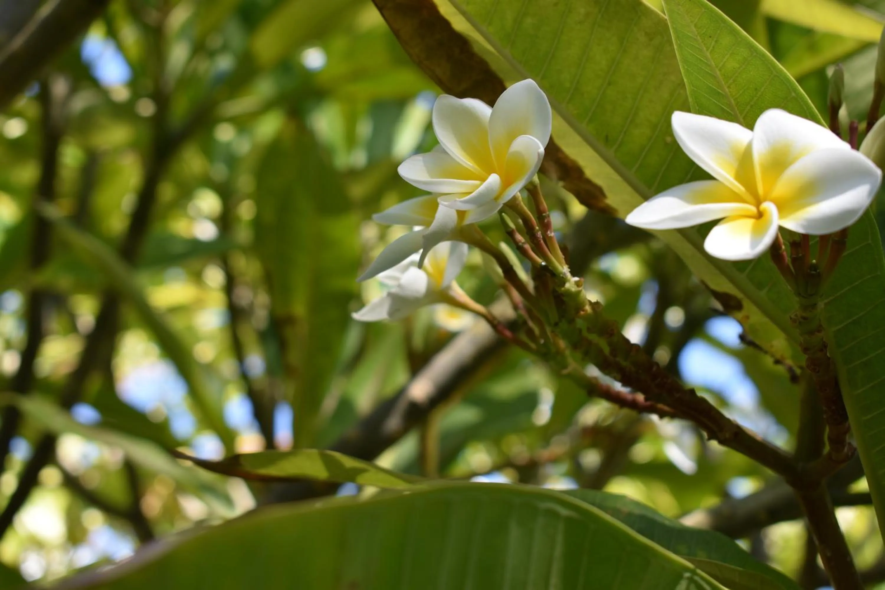 Garden in Nona Lani Cottages