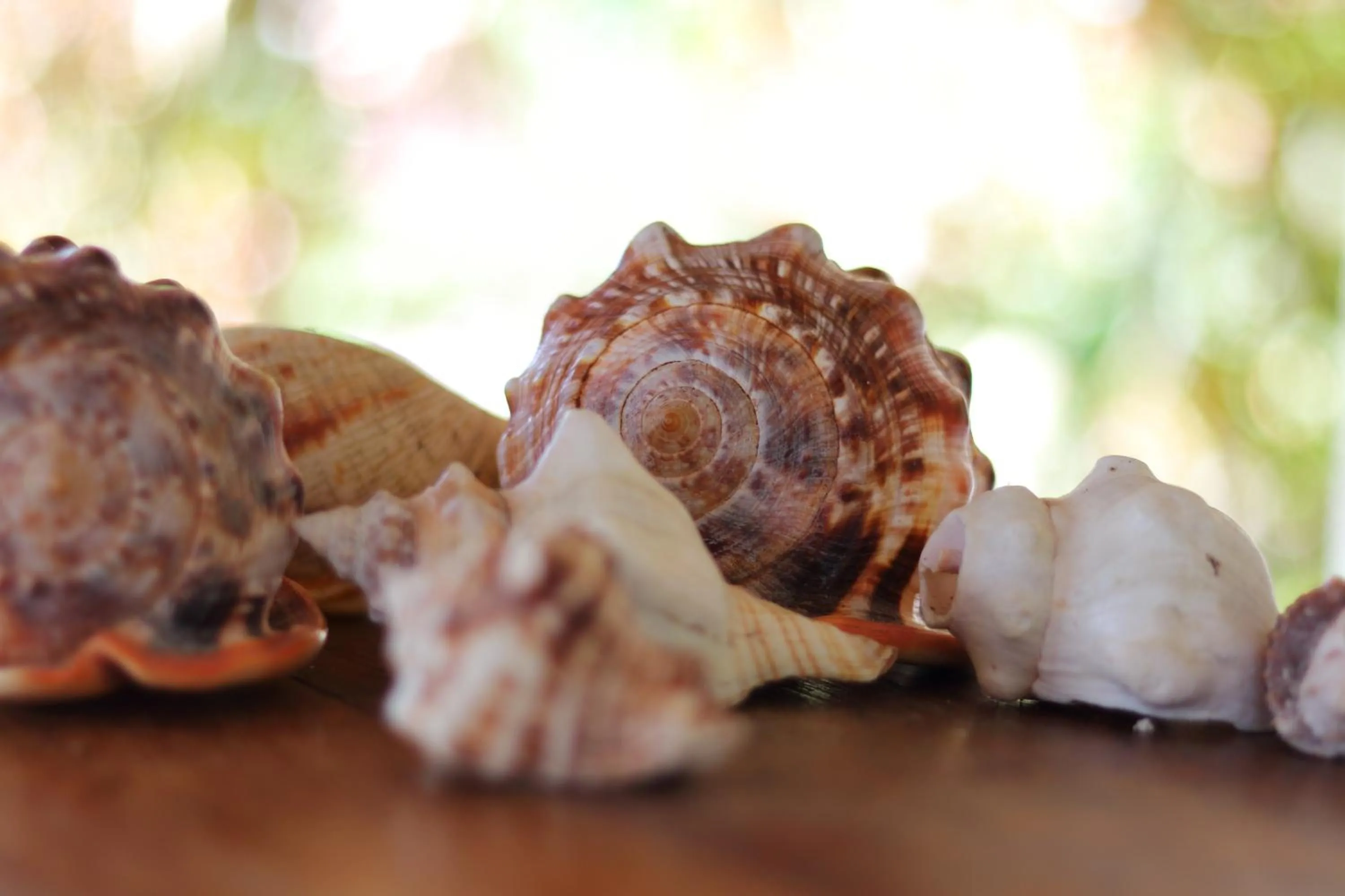 View (from property/room) in Marafiki Bungalows